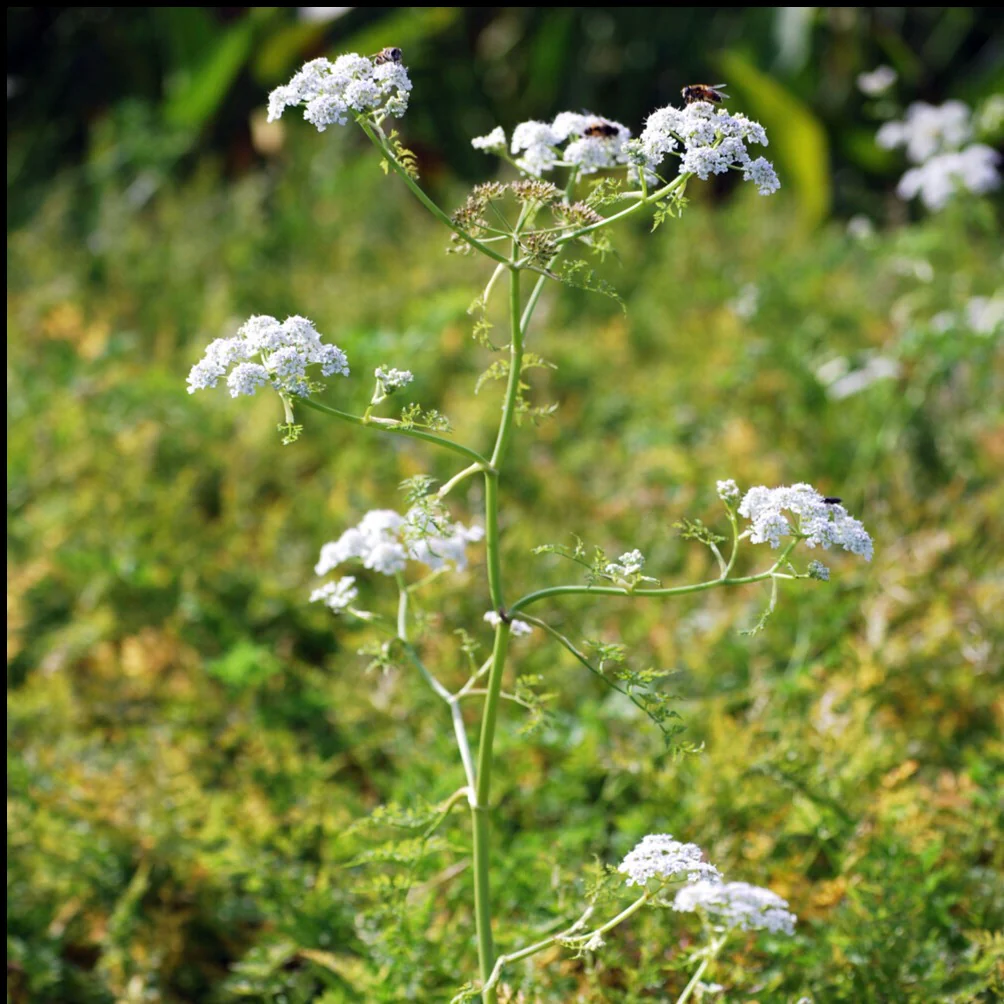 Oenanthe aquatique