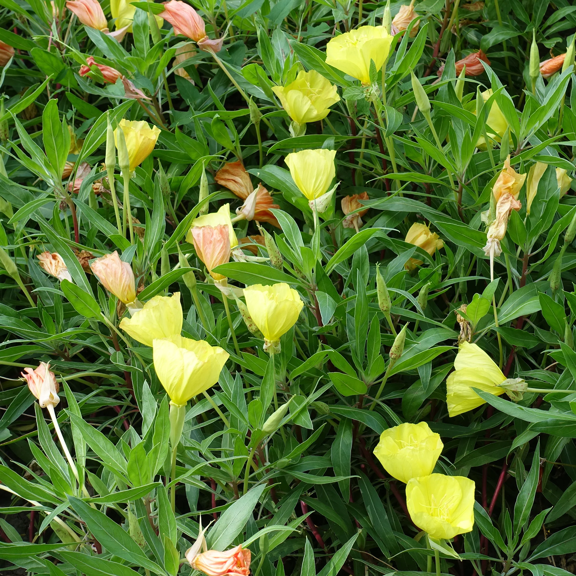 2 Oenothères à grandes fleurs - Onagre