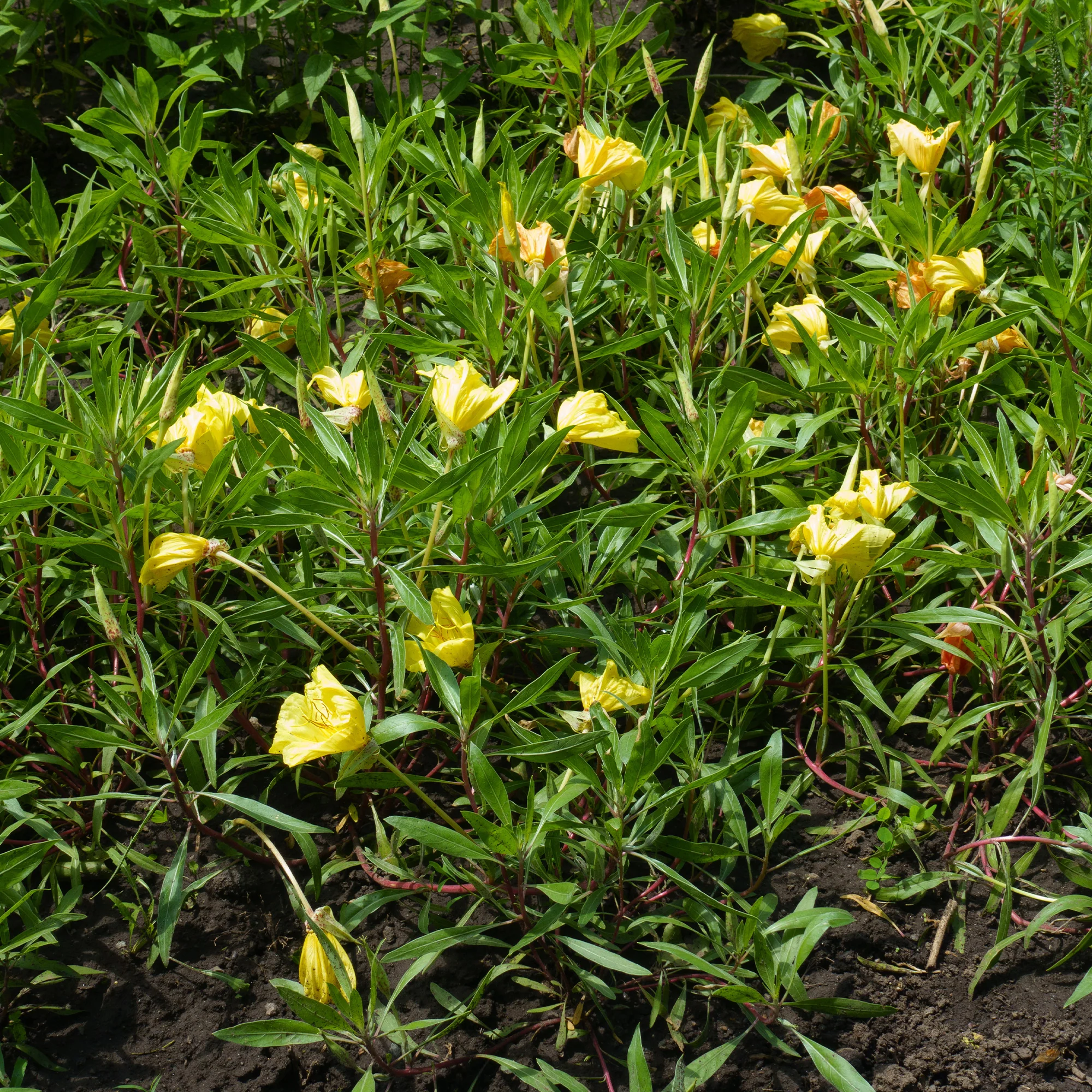 2 Oenothères à grandes fleurs - Onagre - Image 2
