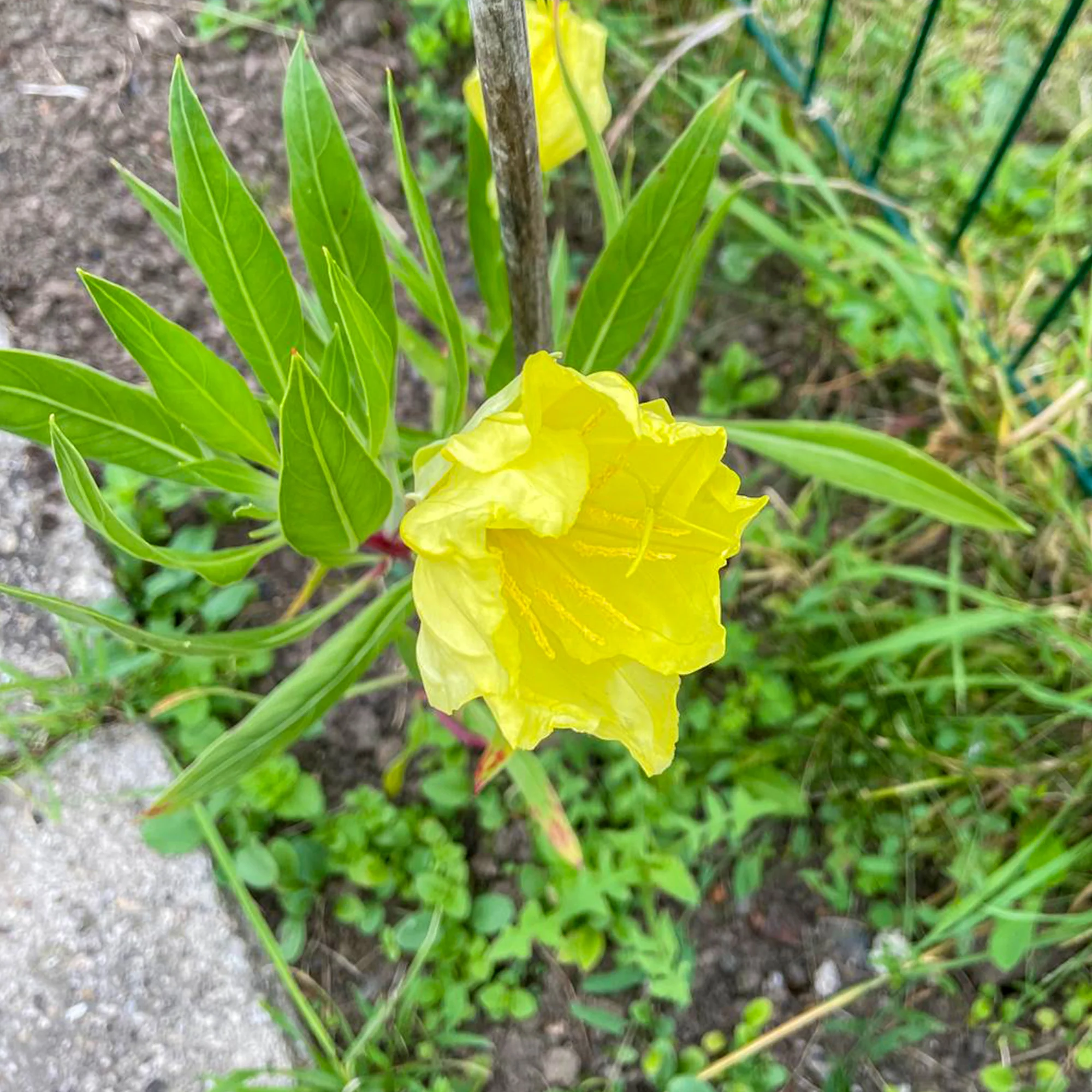 2 Oenothères à grandes fleurs - Onagre - Image 3