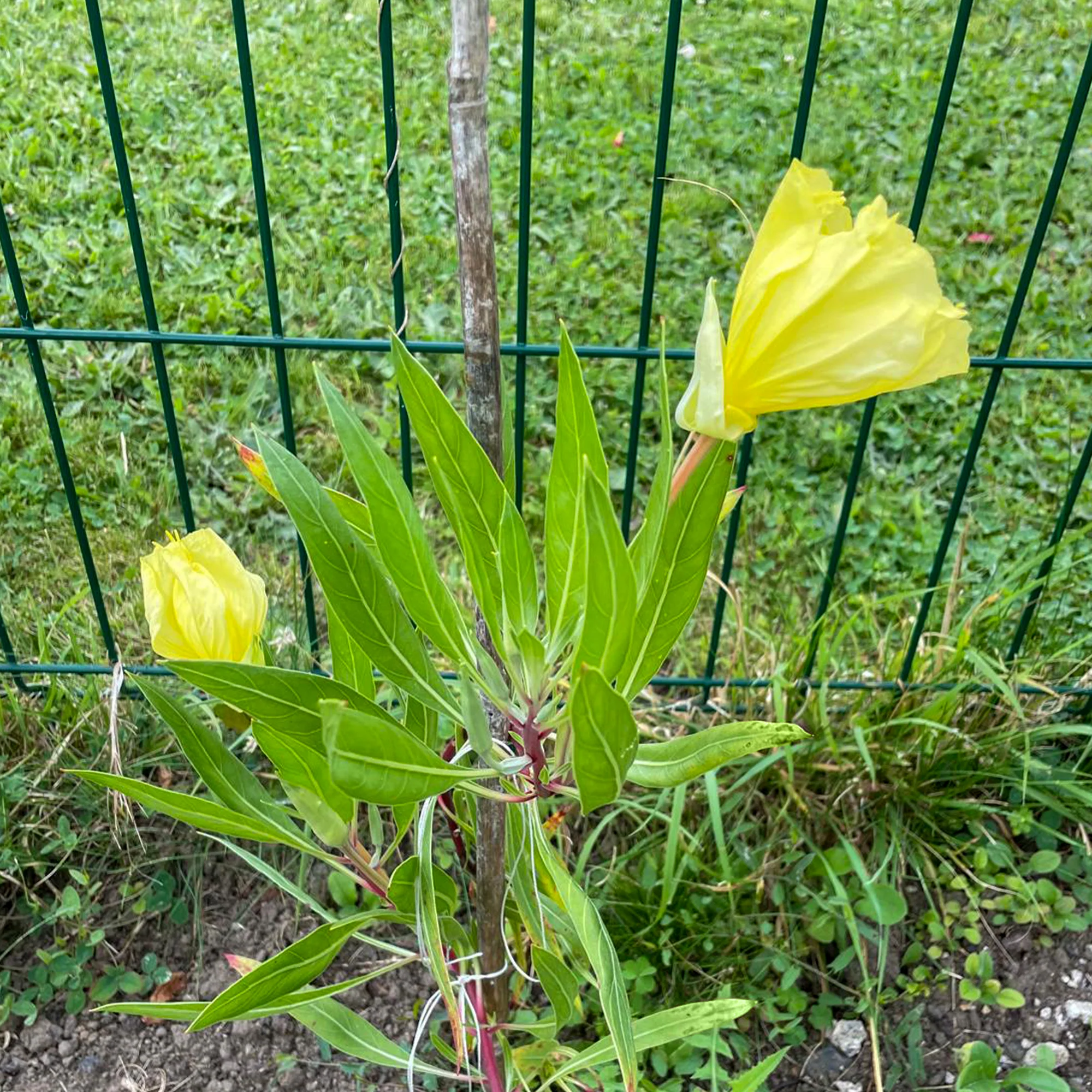 2 Oenothères à grandes fleurs - Onagre - Image 4