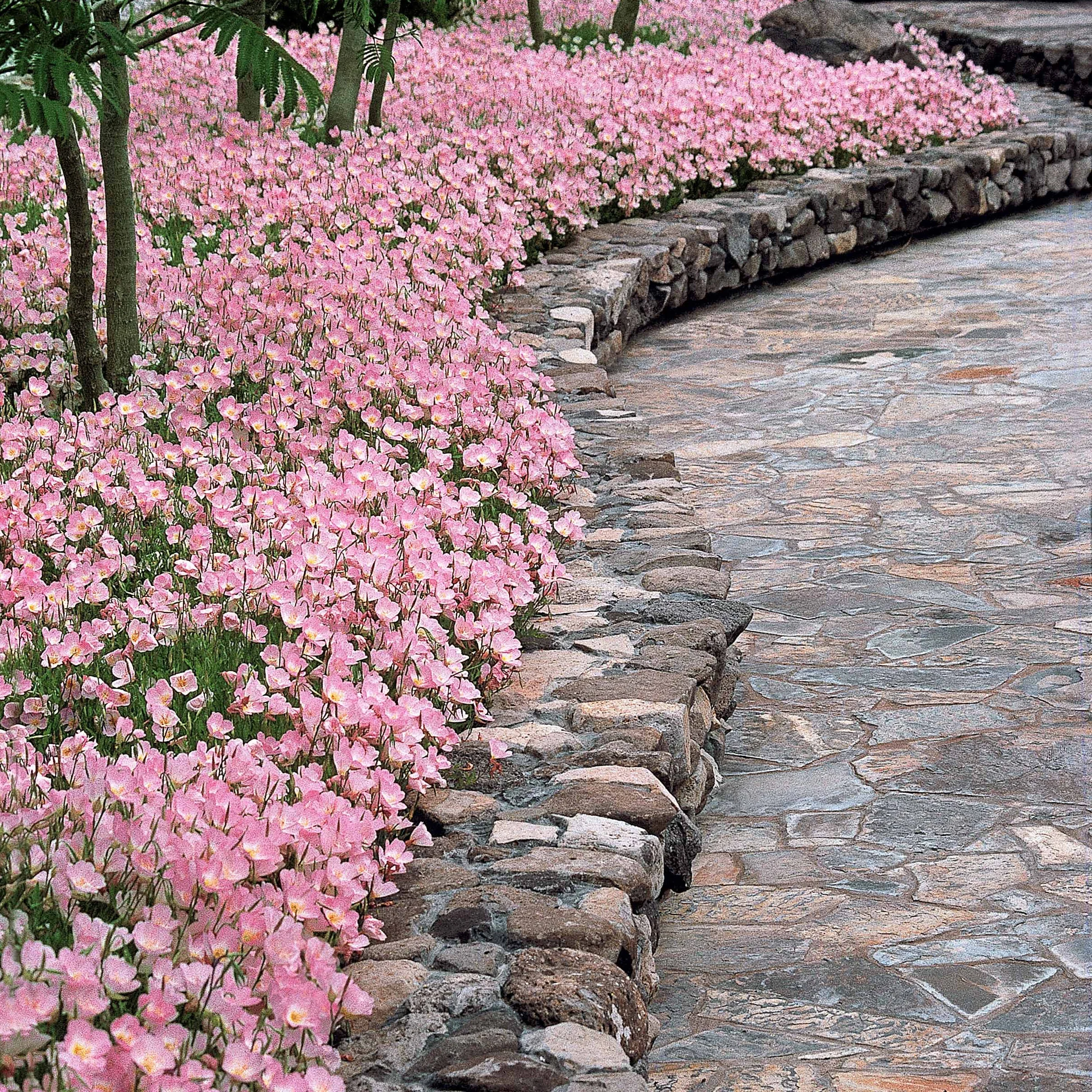 2 Oenothères roses Siskiyou Pink - Image 6
