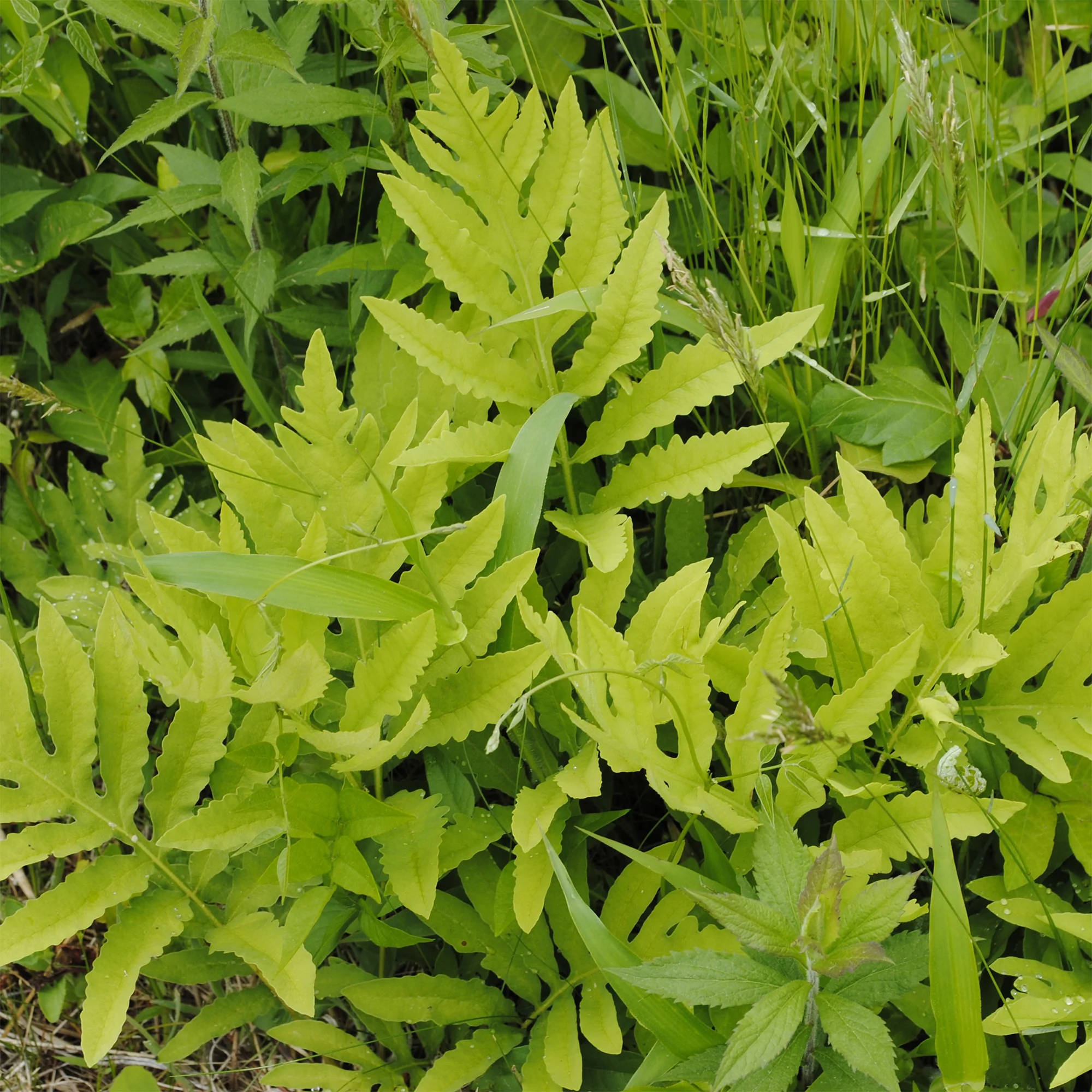 Onoclea - Fougère