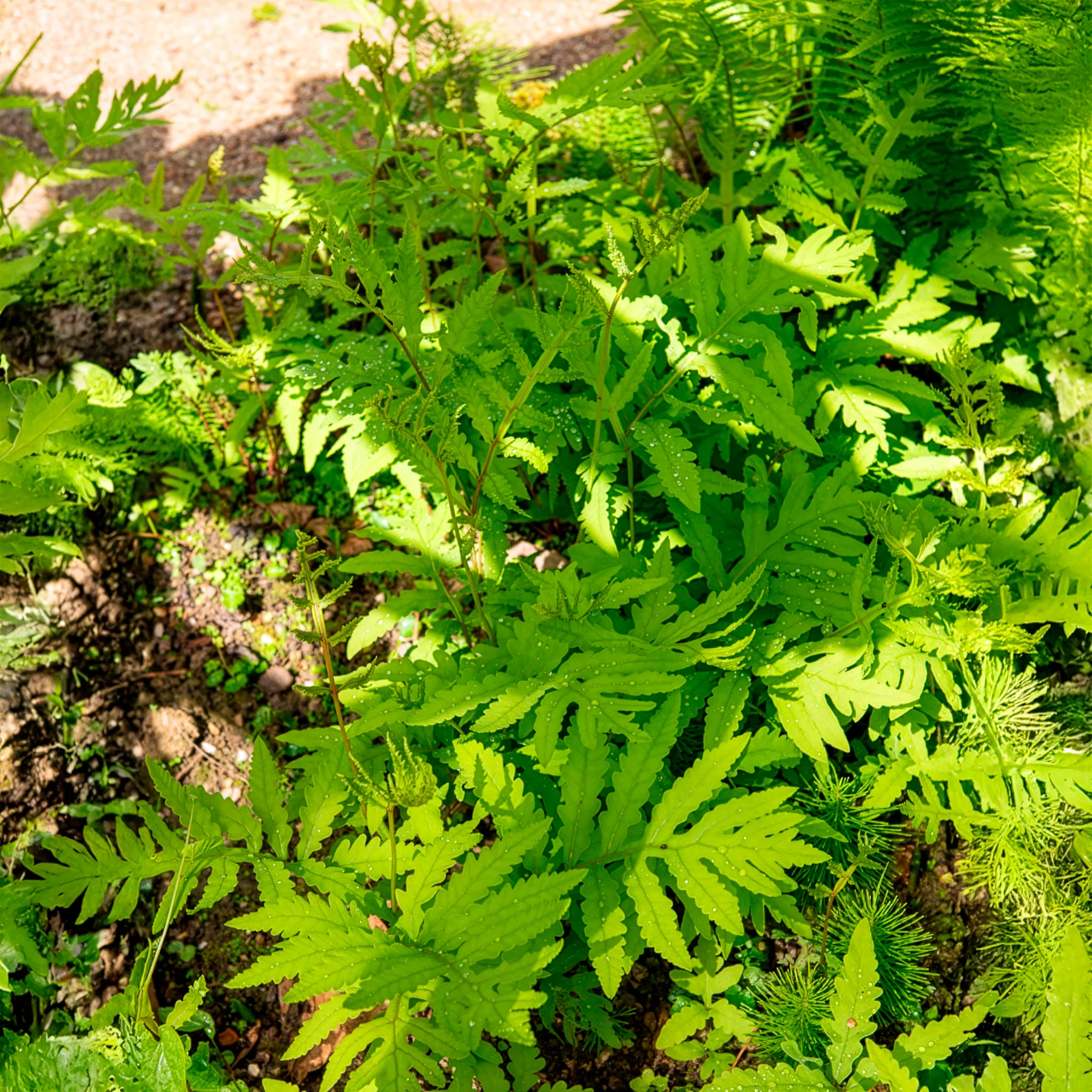 Onoclea - Fougère - Image 3