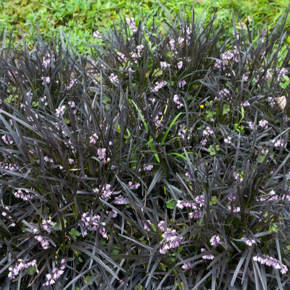Ophiopogon noir Niger - Image 10