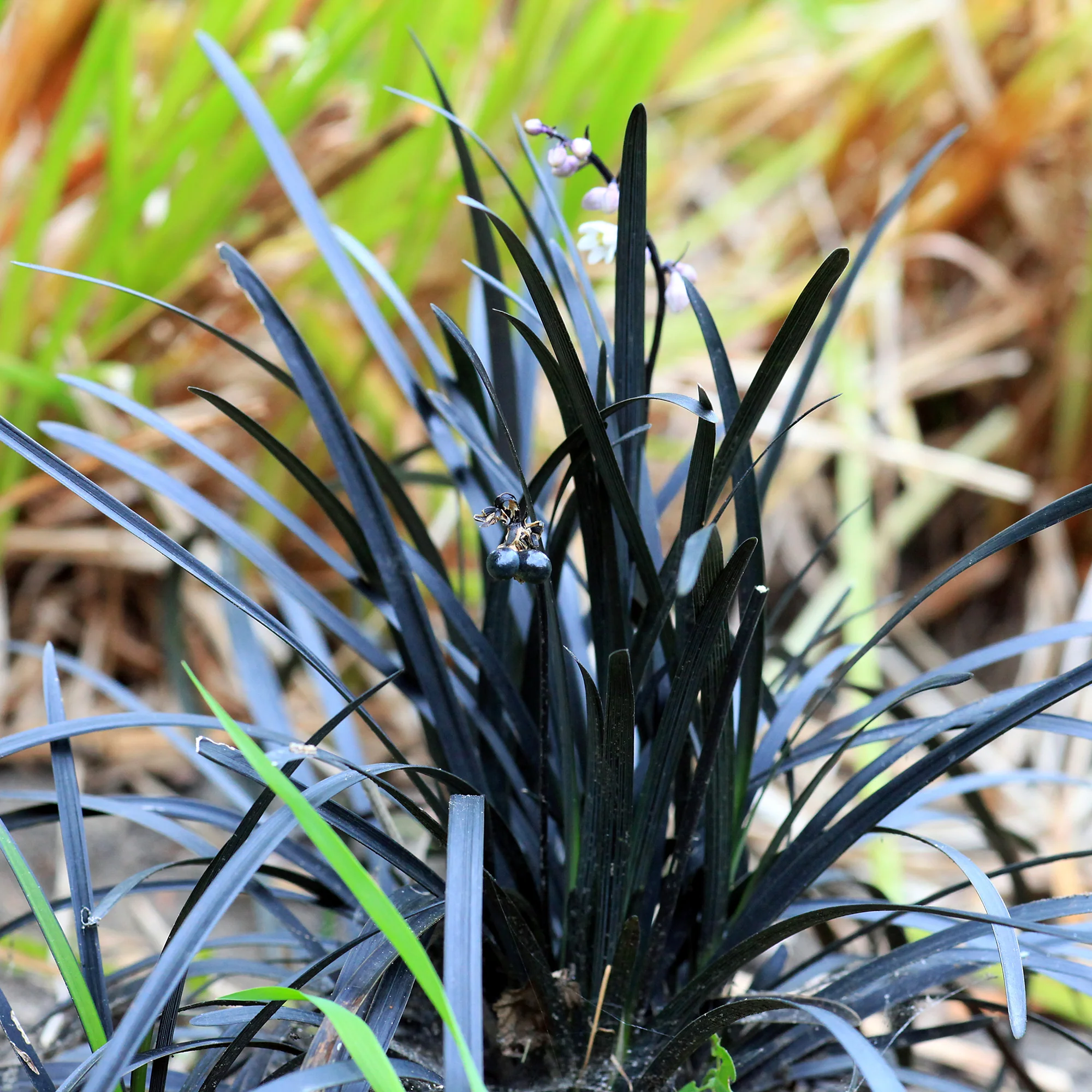 Ophiopogon noir Niger - Image 3