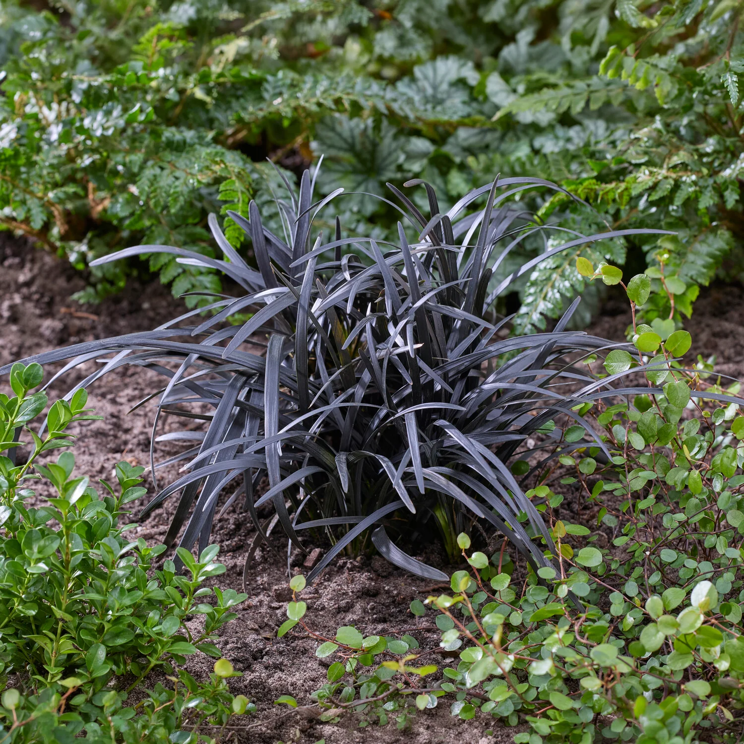 Ophiopogon noir Niger - Image 4