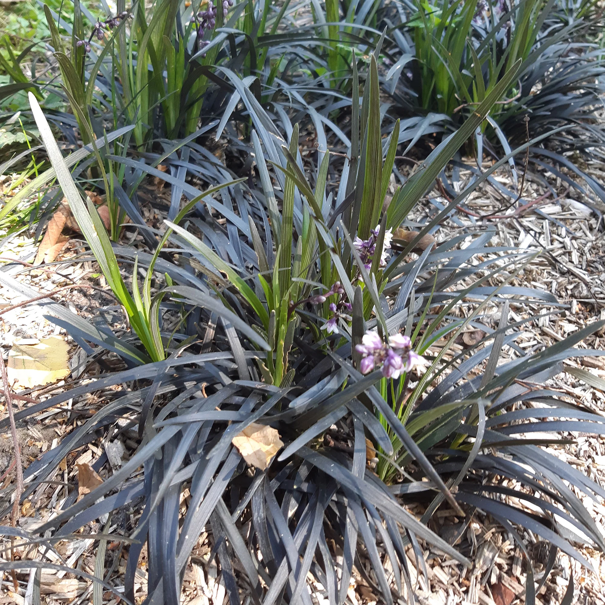 Ophiopogon noir Niger - Image 5