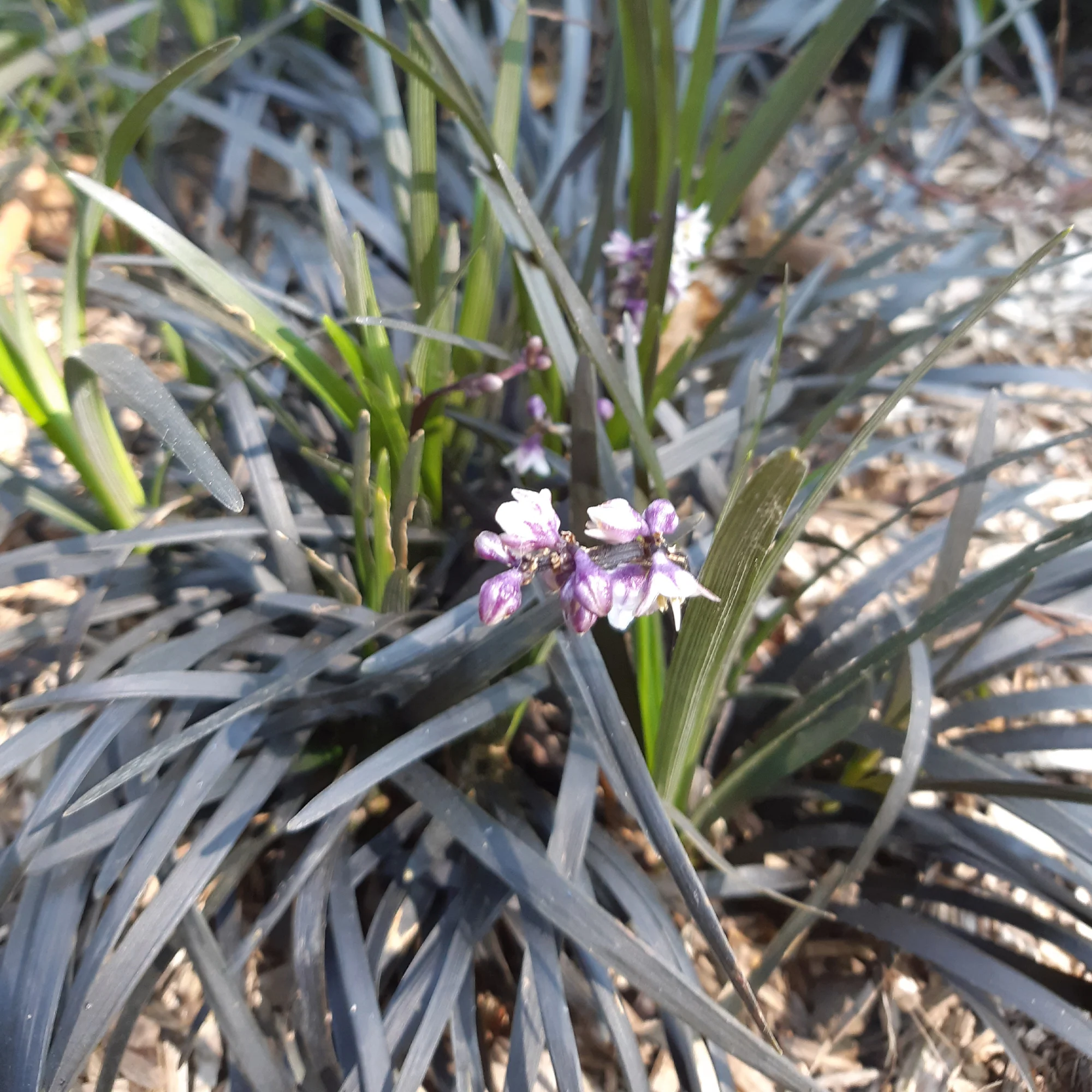 Ophiopogon noir Niger - Image 6