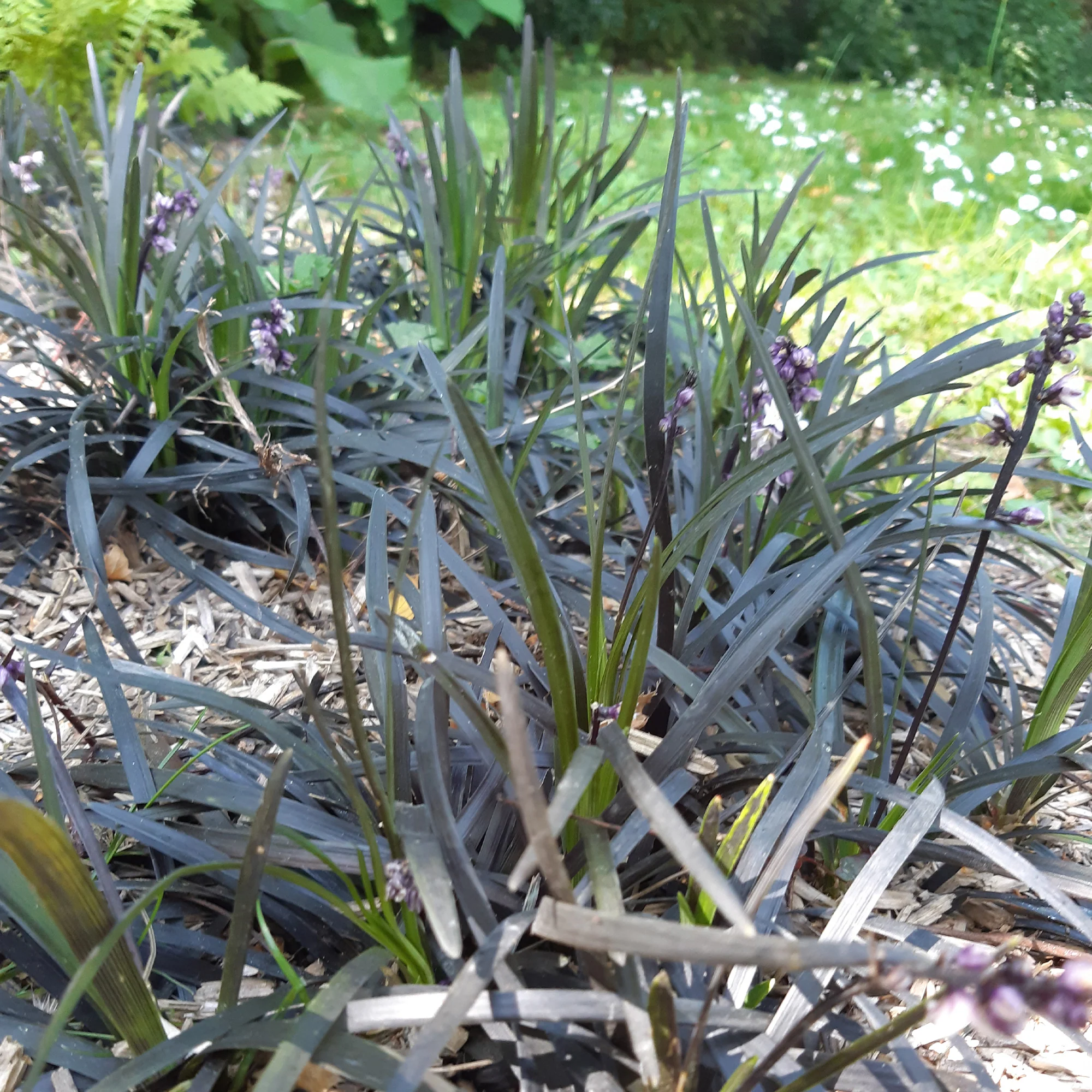 Ophiopogon noir Niger - Image 7