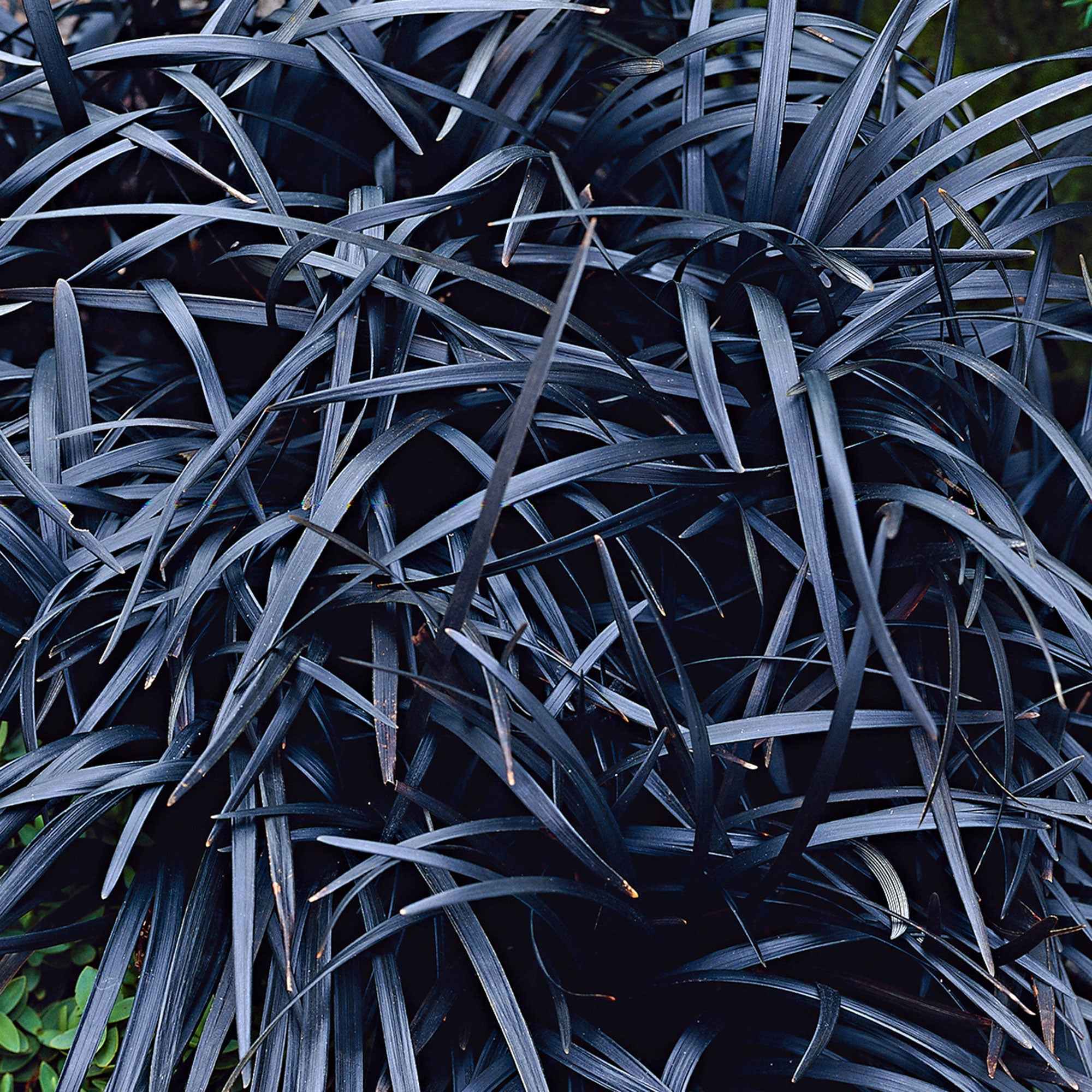 Ophiopogon noir Niger - Image 9