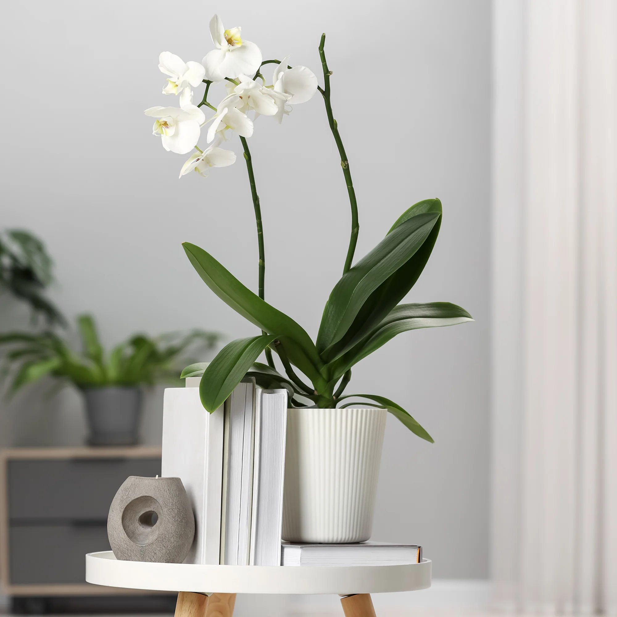 Orchidée blanche