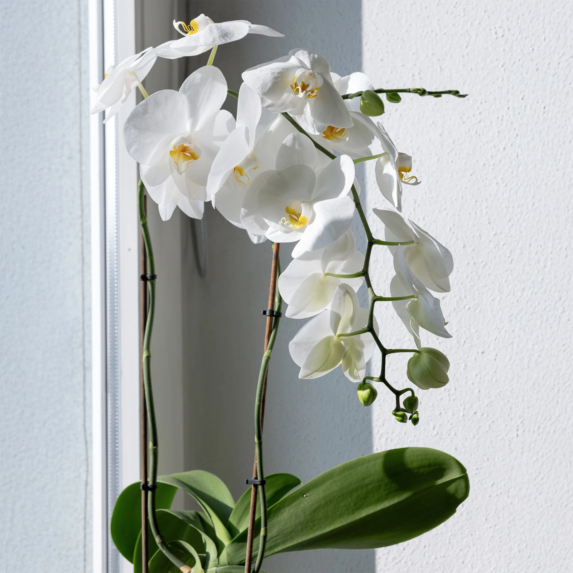 Orchidée blanche - Image 2