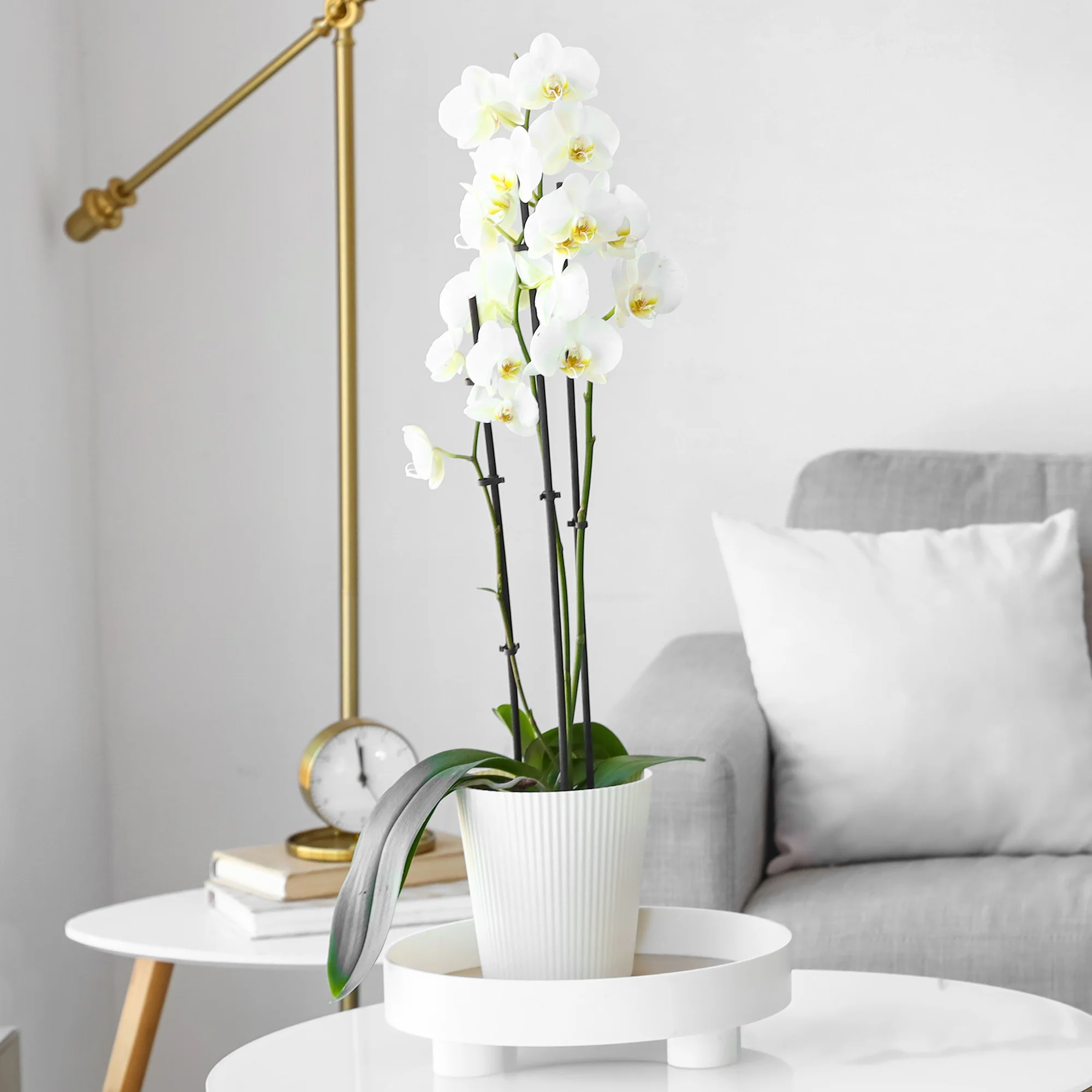 Orchidée blanche - Image 3