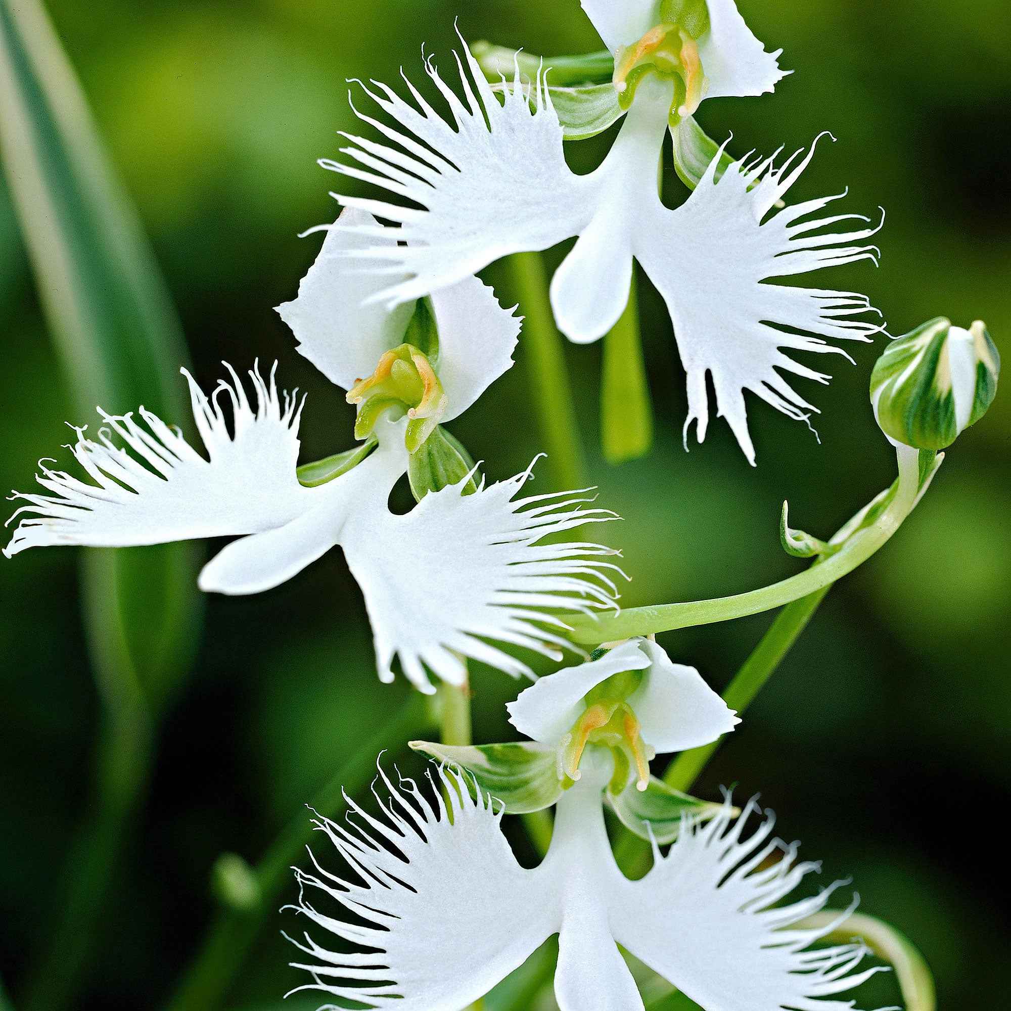 2 Orchidées Colombe