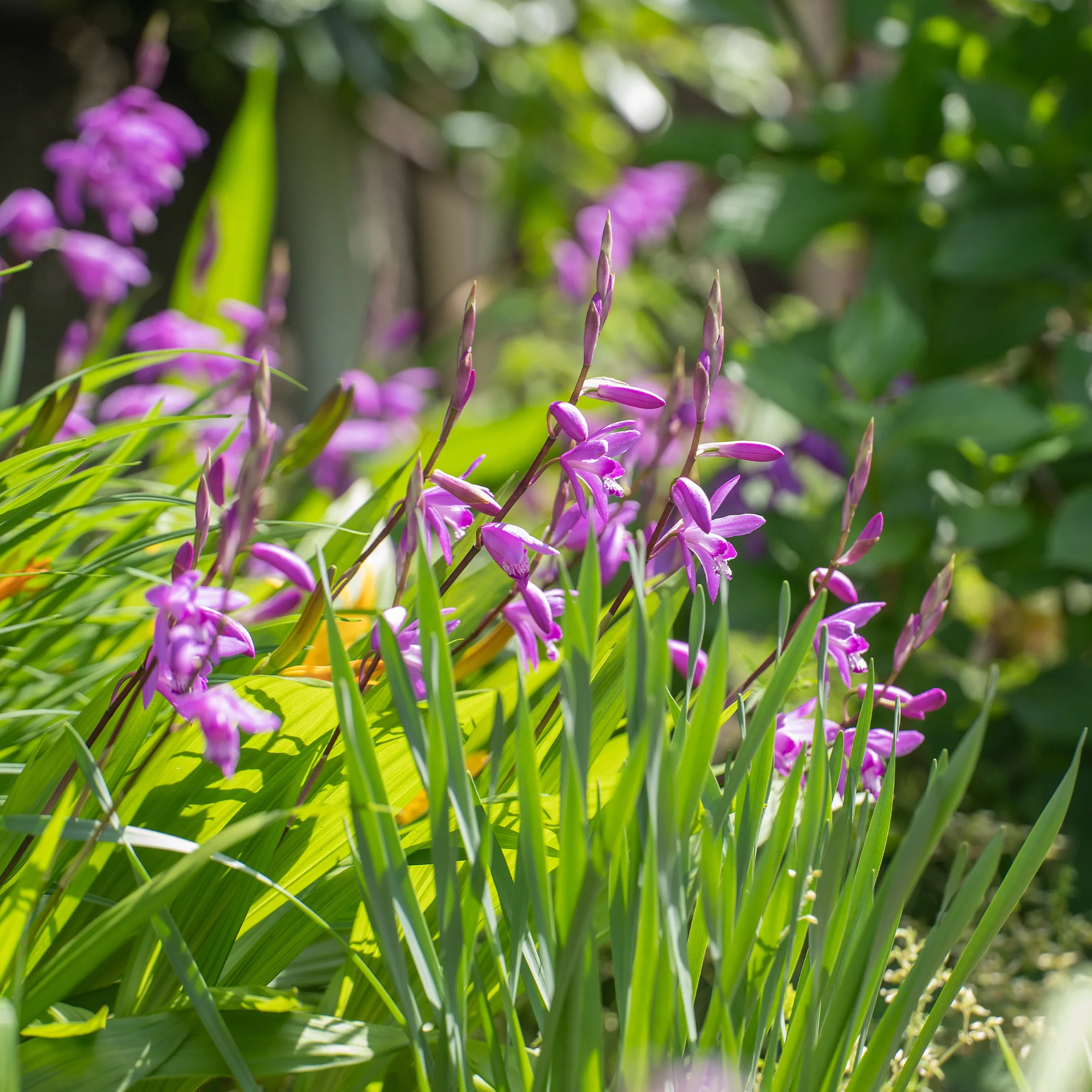 Orchidée Jacinthe