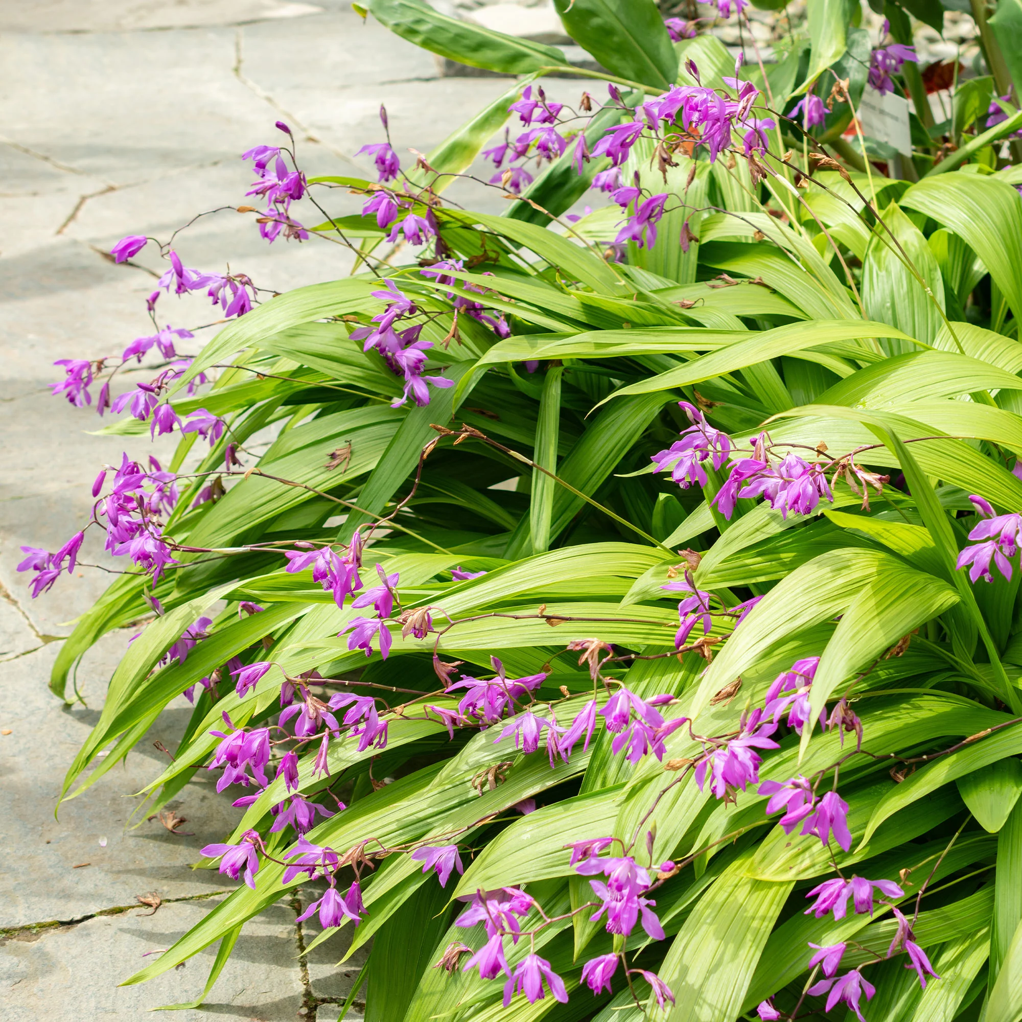Orchidée Jacinthe - Image 2