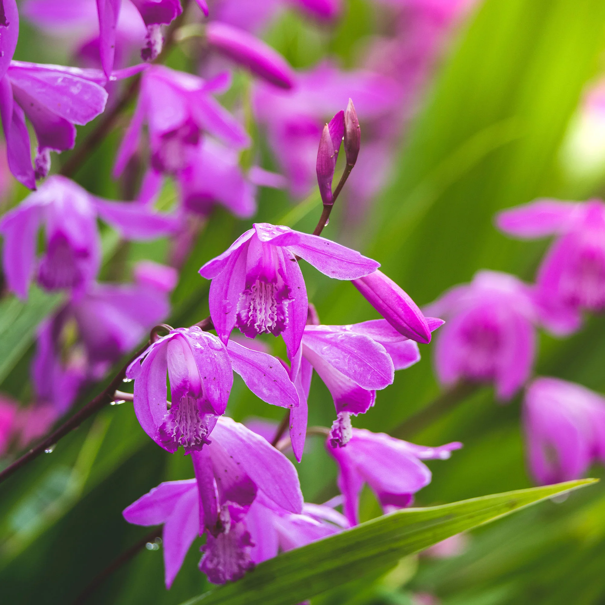 Orchidée Jacinthe - Image 3