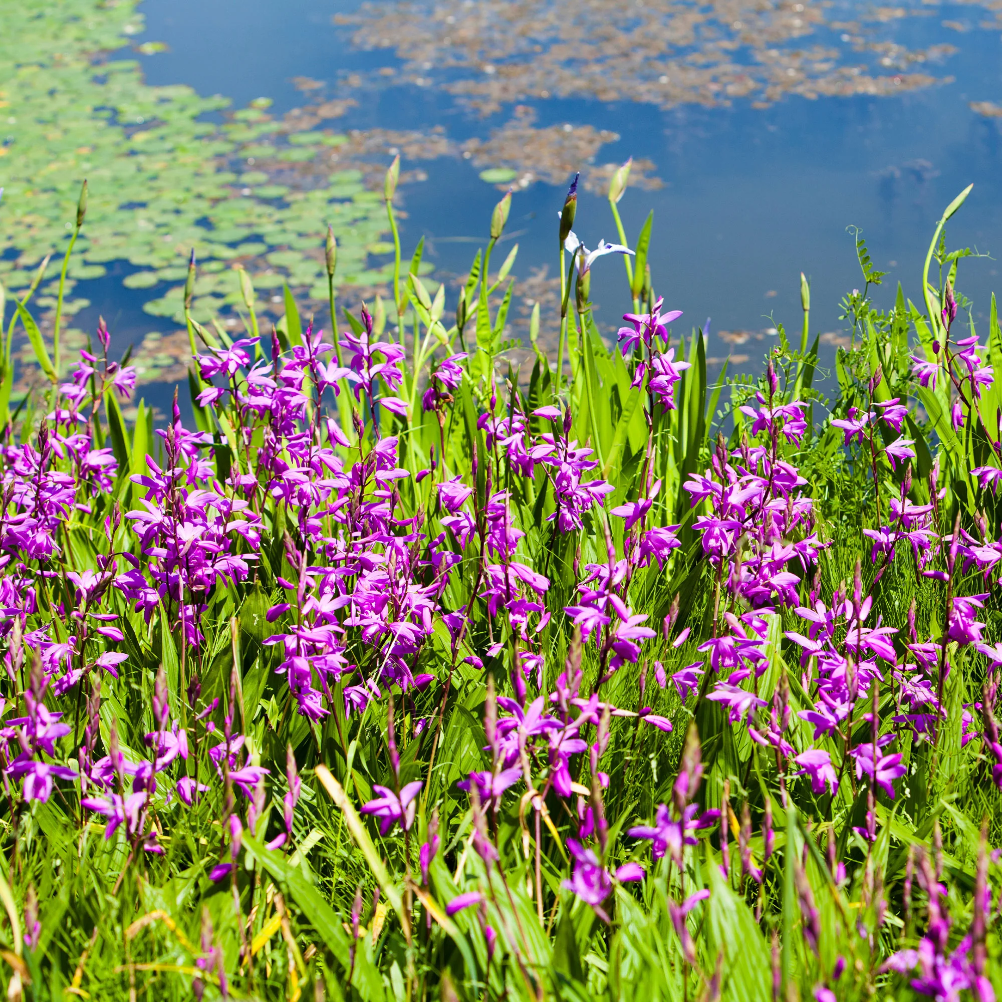 Orchidée Jacinthe - Image 4