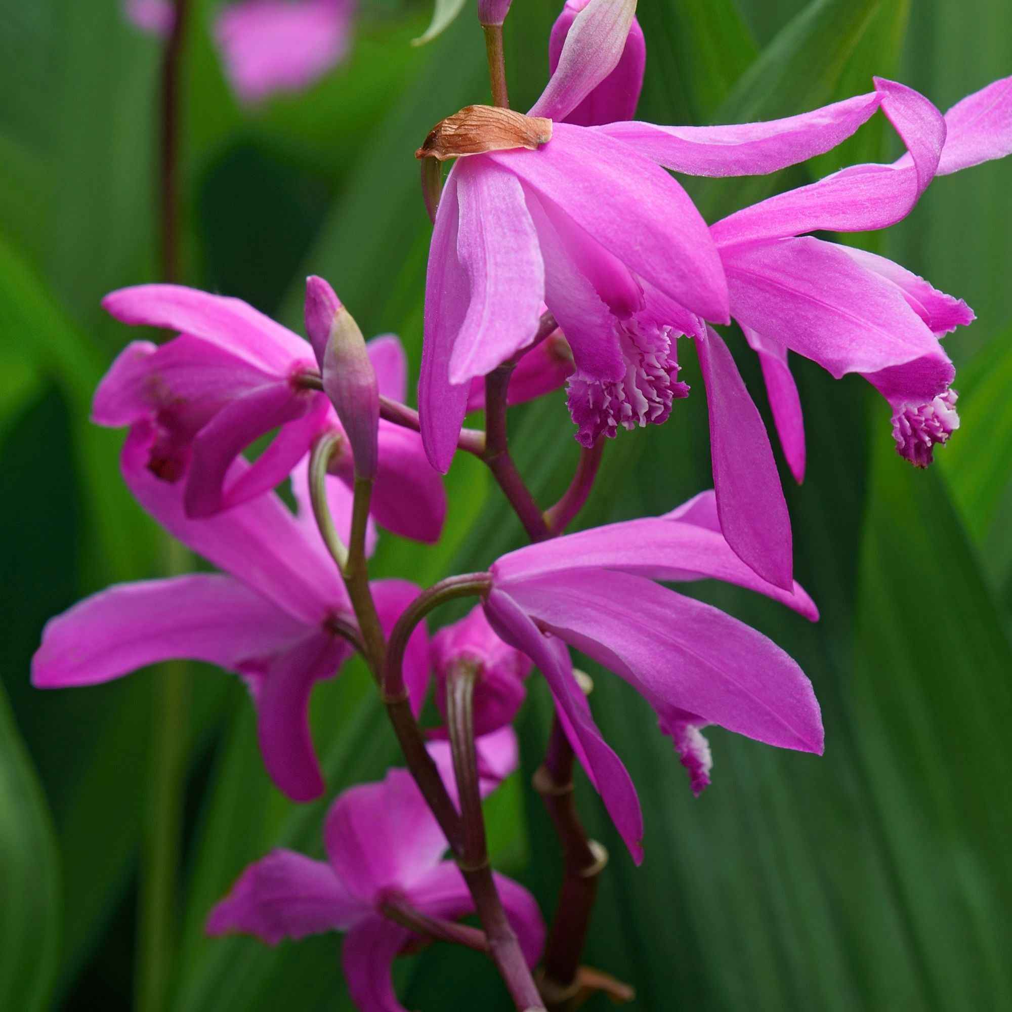 Orchidée Jacinthe - Image 5