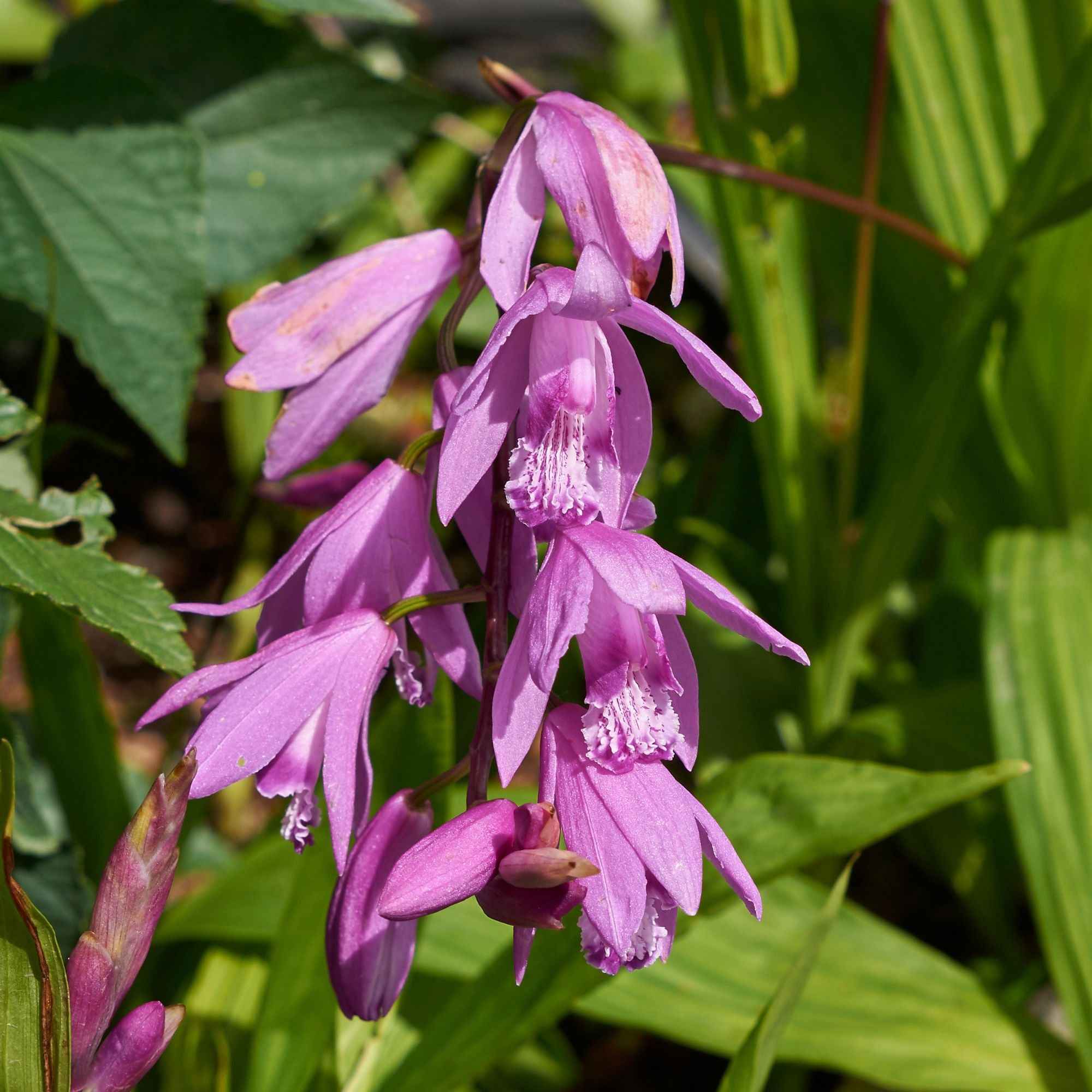Orchidée Jacinthe - Image 6