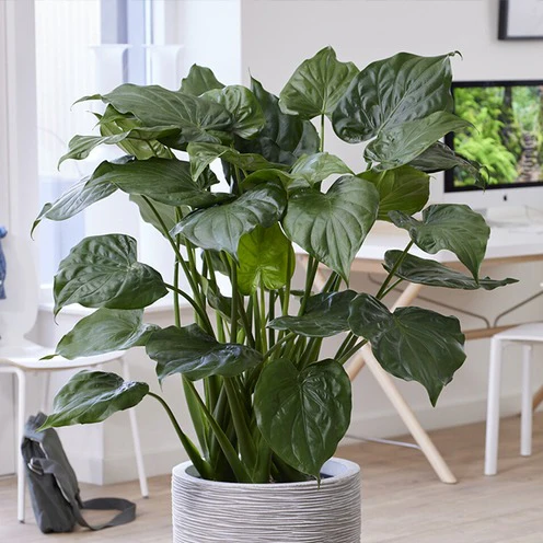 Oreille d'éléphant naine - Alocasia - Image 2