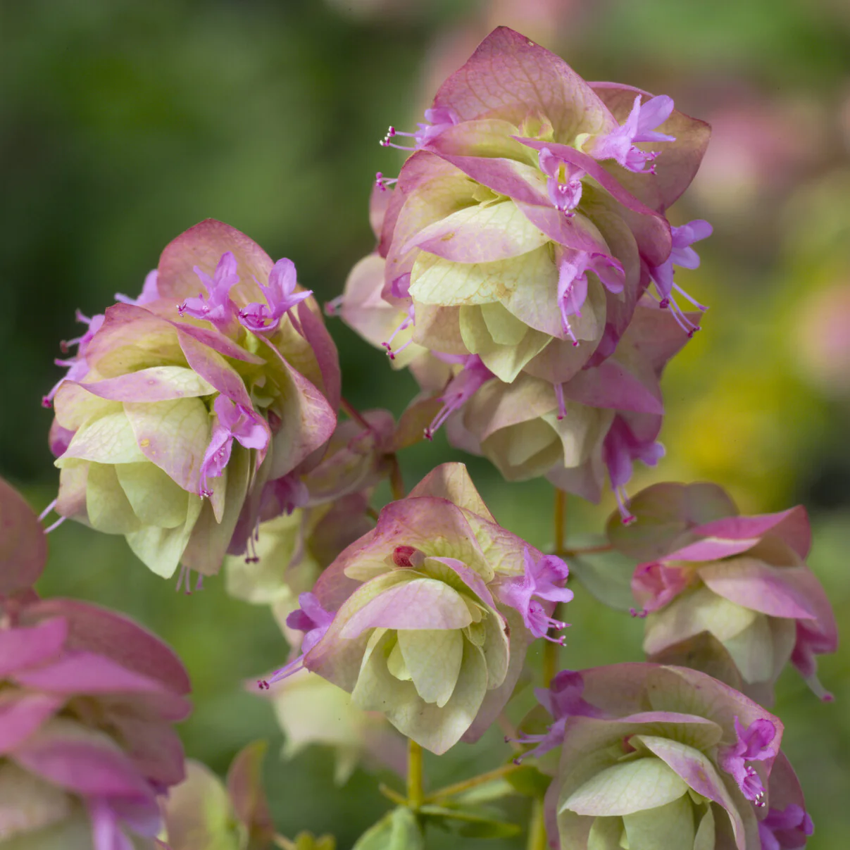 Origan Kent Beauty - Image 5