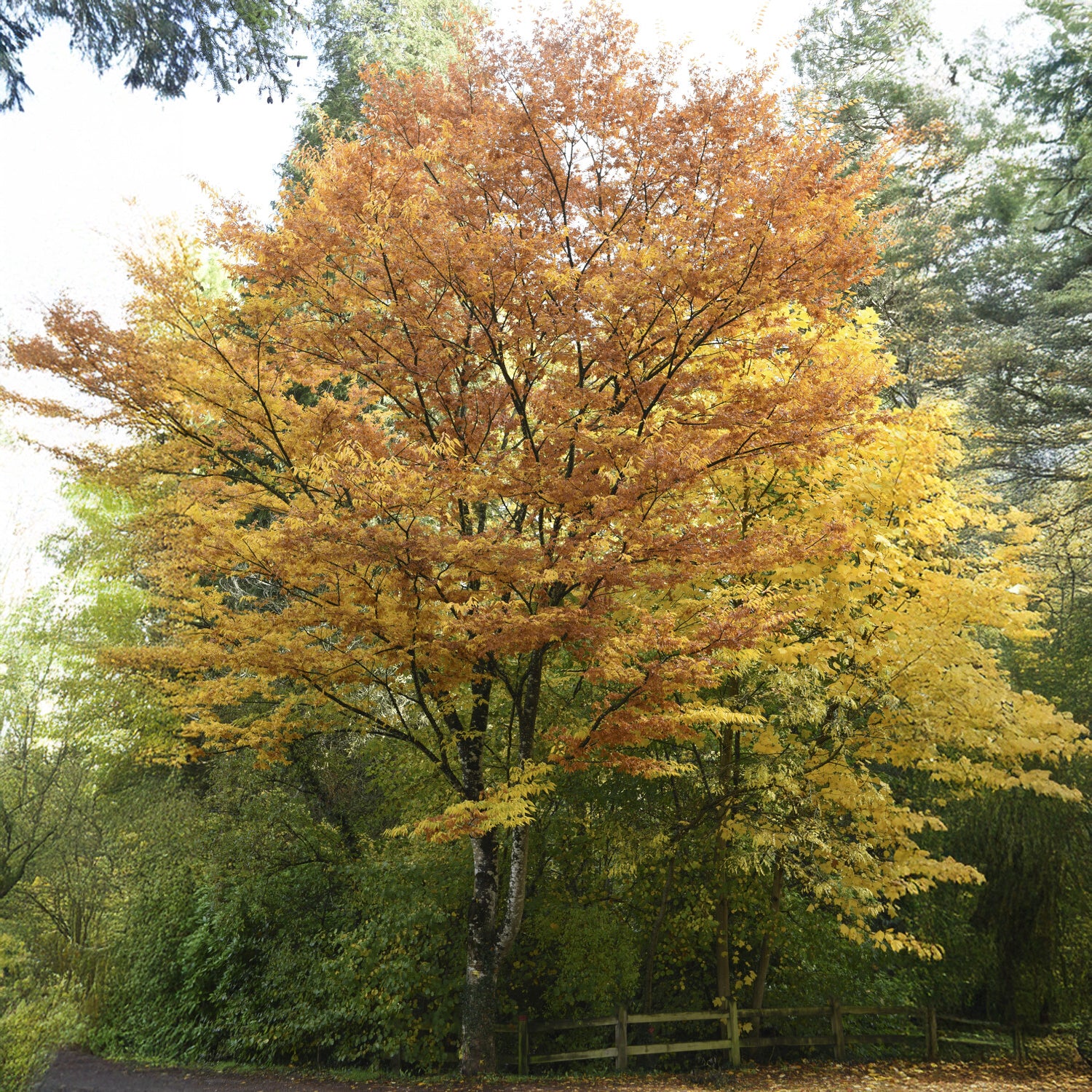 Orme de Sibérie - Zelkova serrata