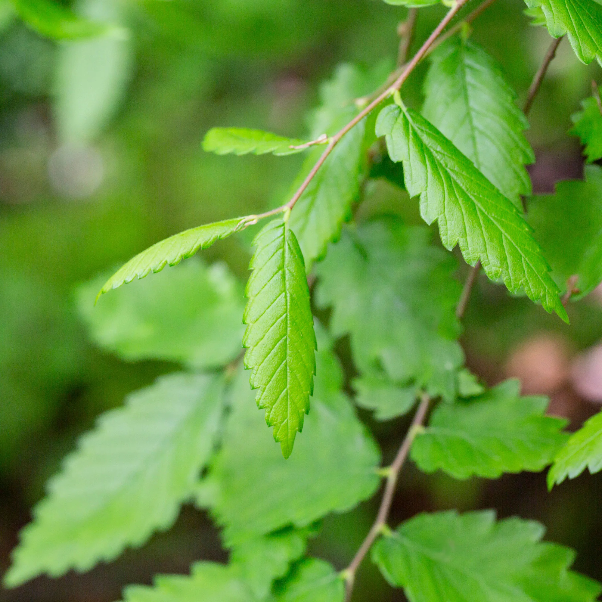 Orme de Sibérie - Zelkova serrata - Image 2