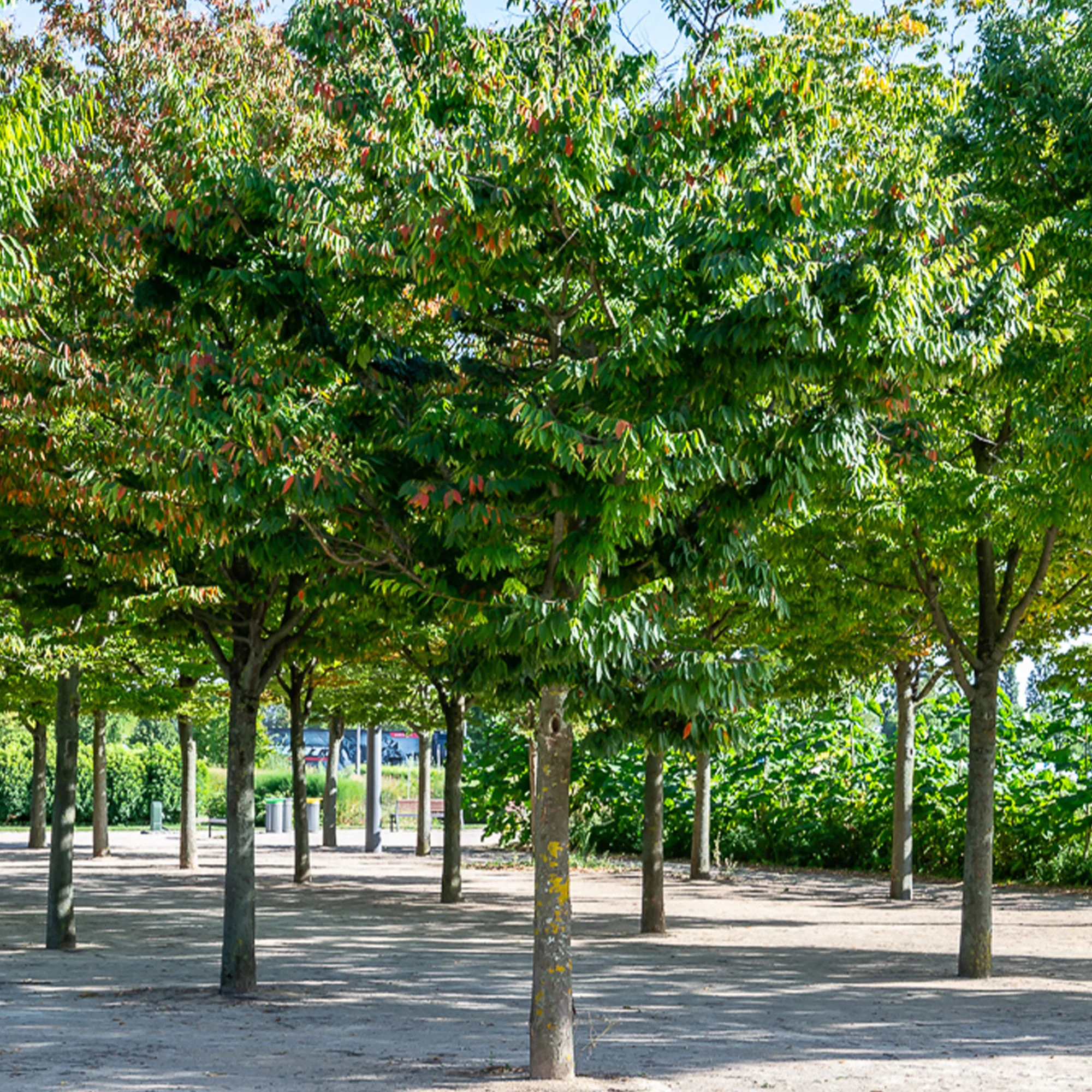 Orme de Sibérie - Zelkova serrata - Image 3
