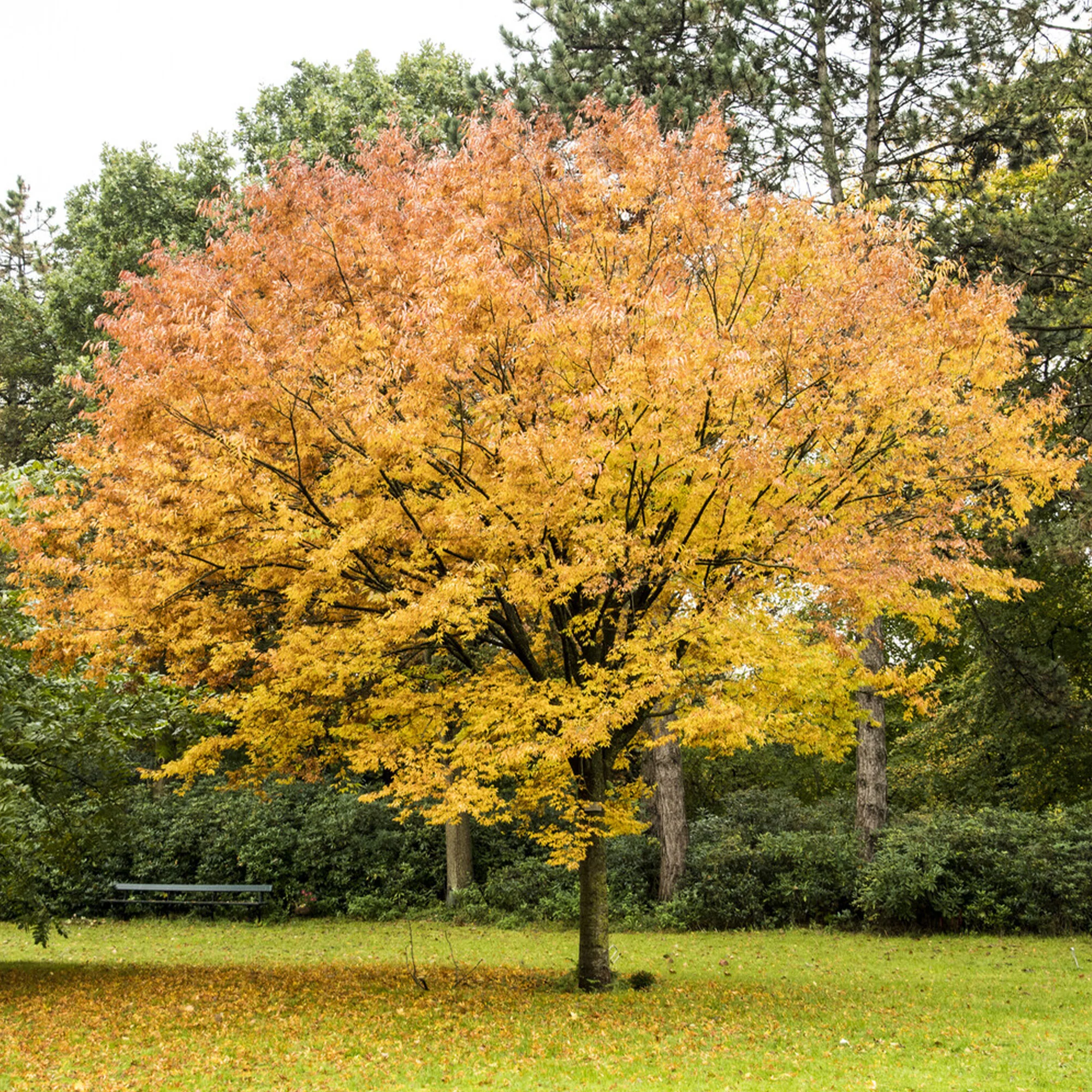 Orme de Sibérie - Zelkova serrata - Image 4