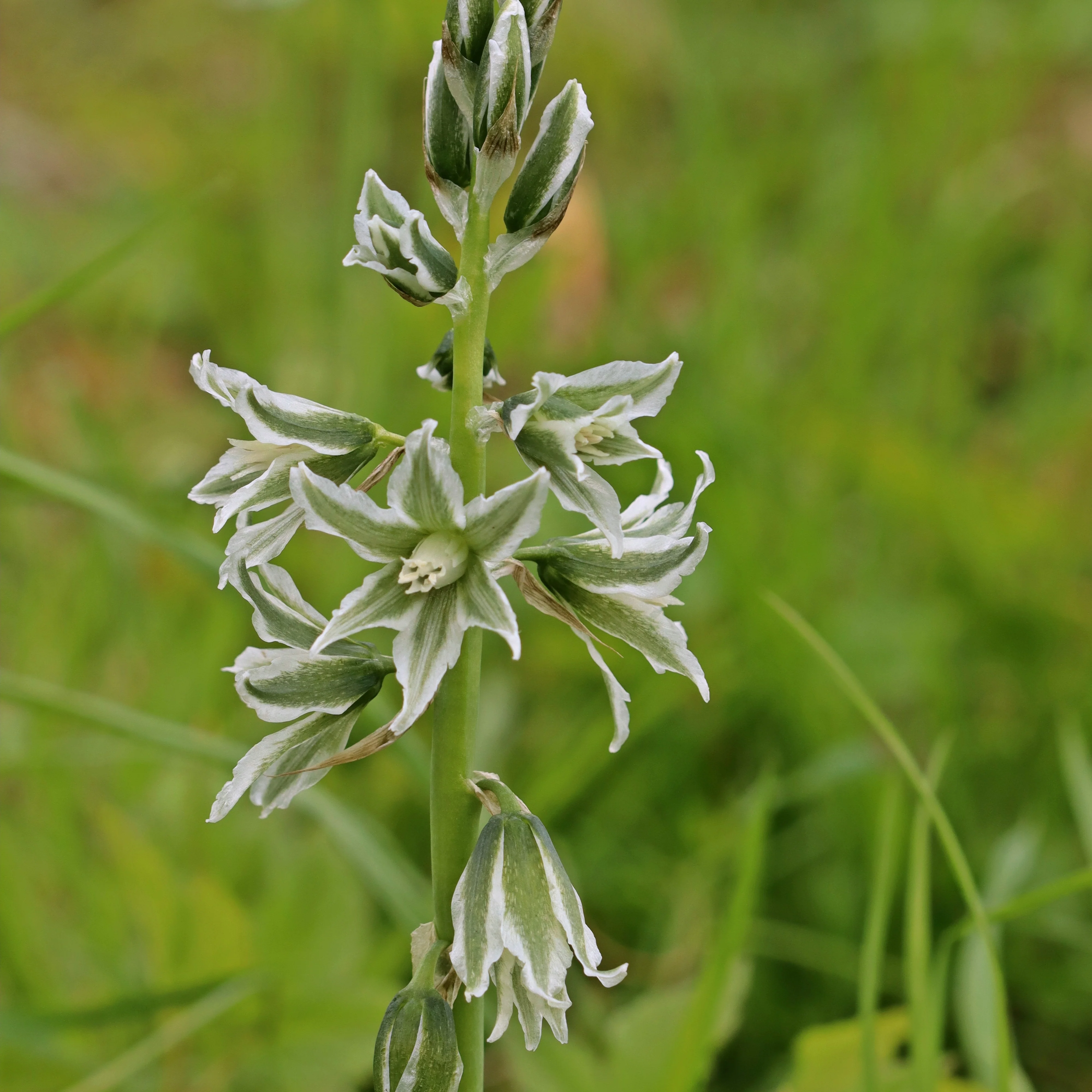 Ornithogale Saundersiae - Image 3