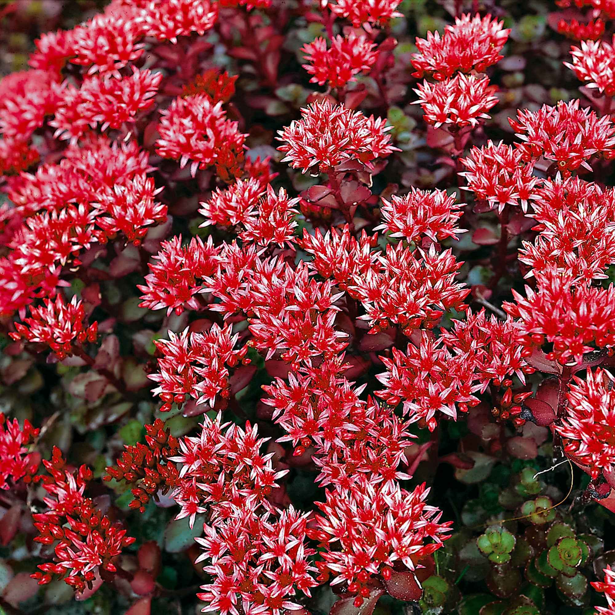 Sedum spurium Schorbuser - Image 3