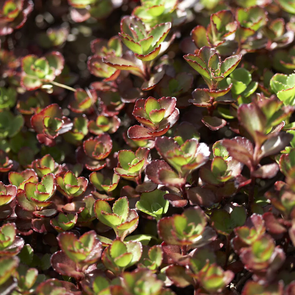 Sedum spurium Schorbuser - Image 4