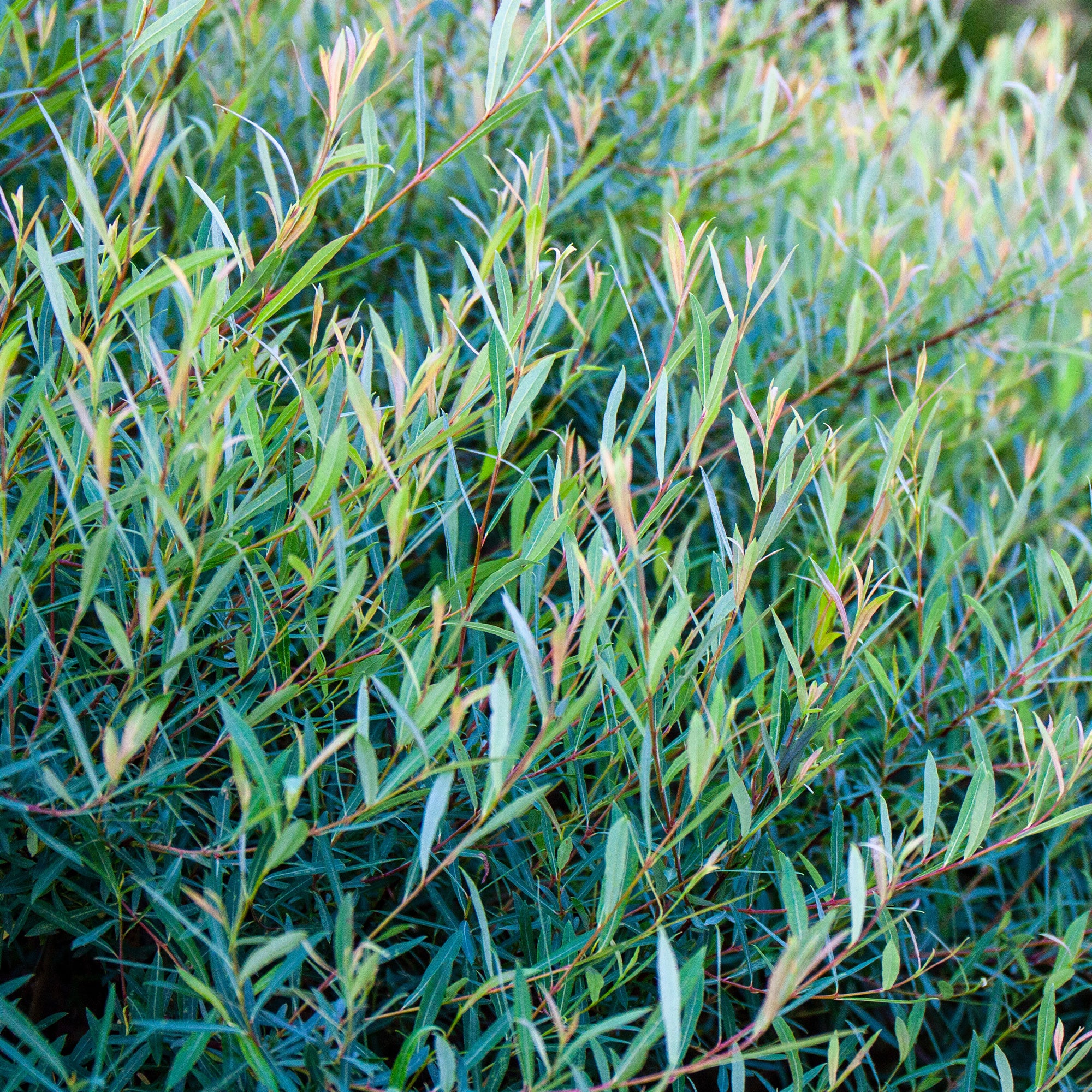 Osier pourpre