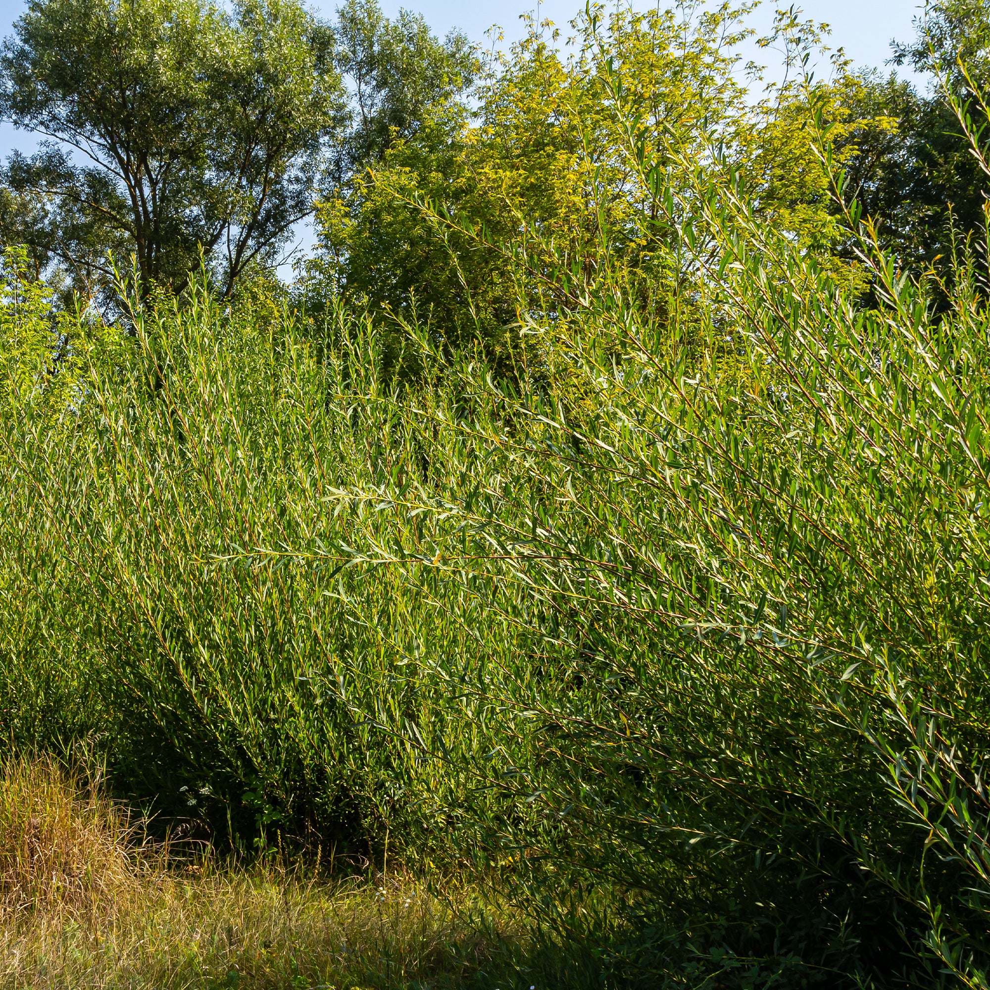 Osier pourpre - Image 2