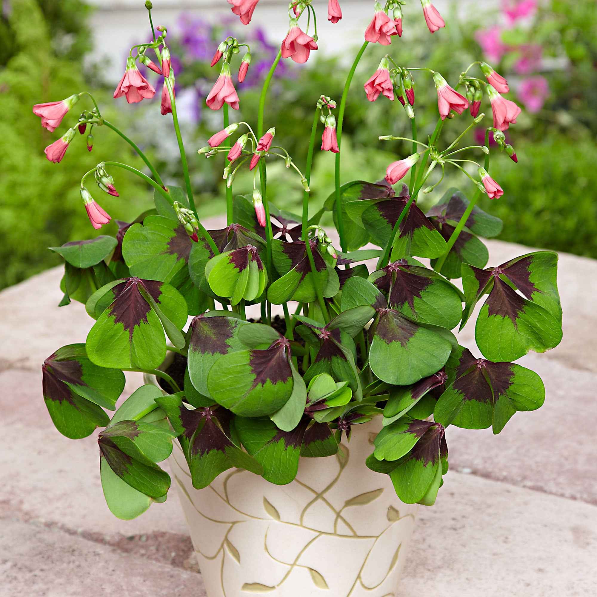 50 Oxalis deppei Iron Cross - Image 2