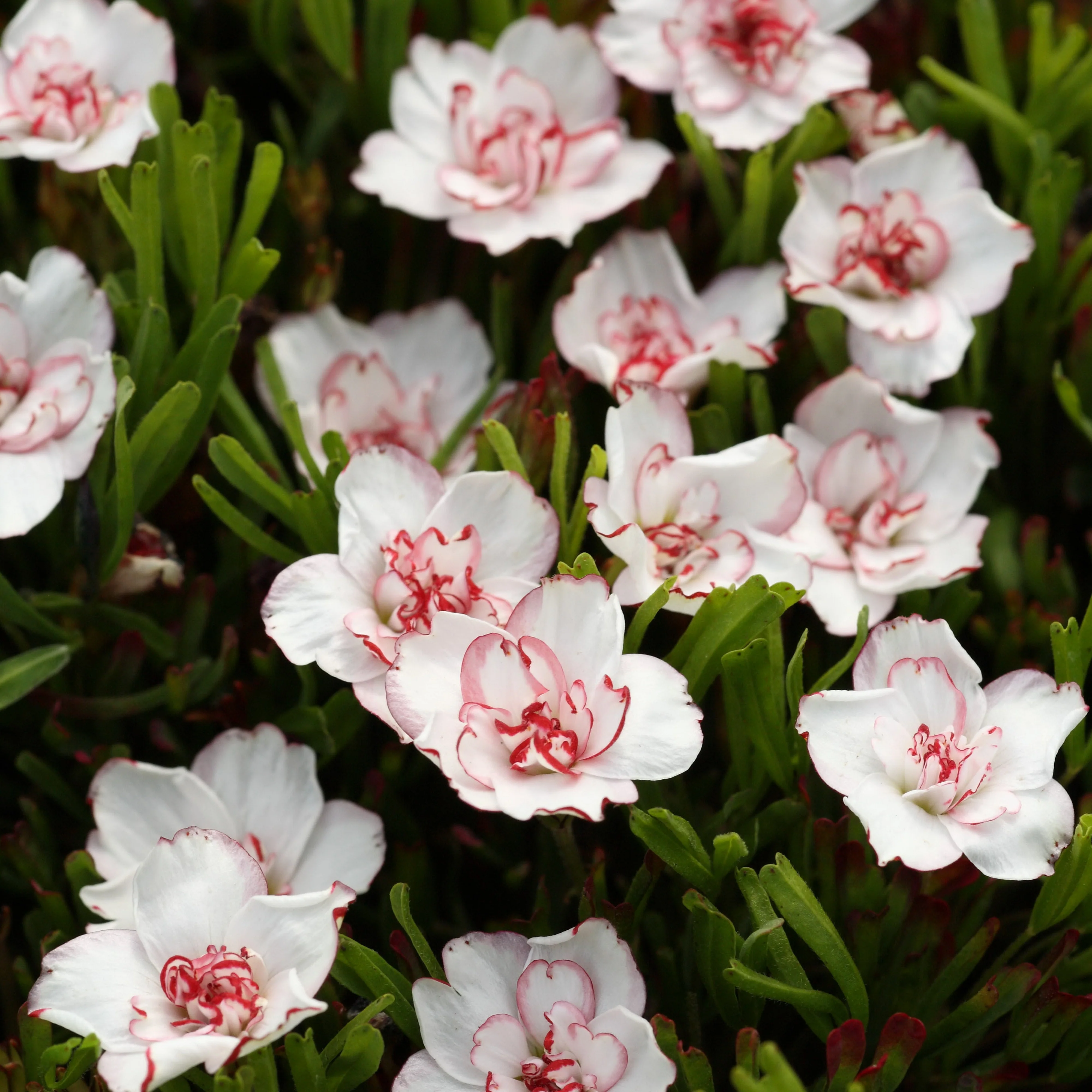 5 Oxalis Double Pink Wonder