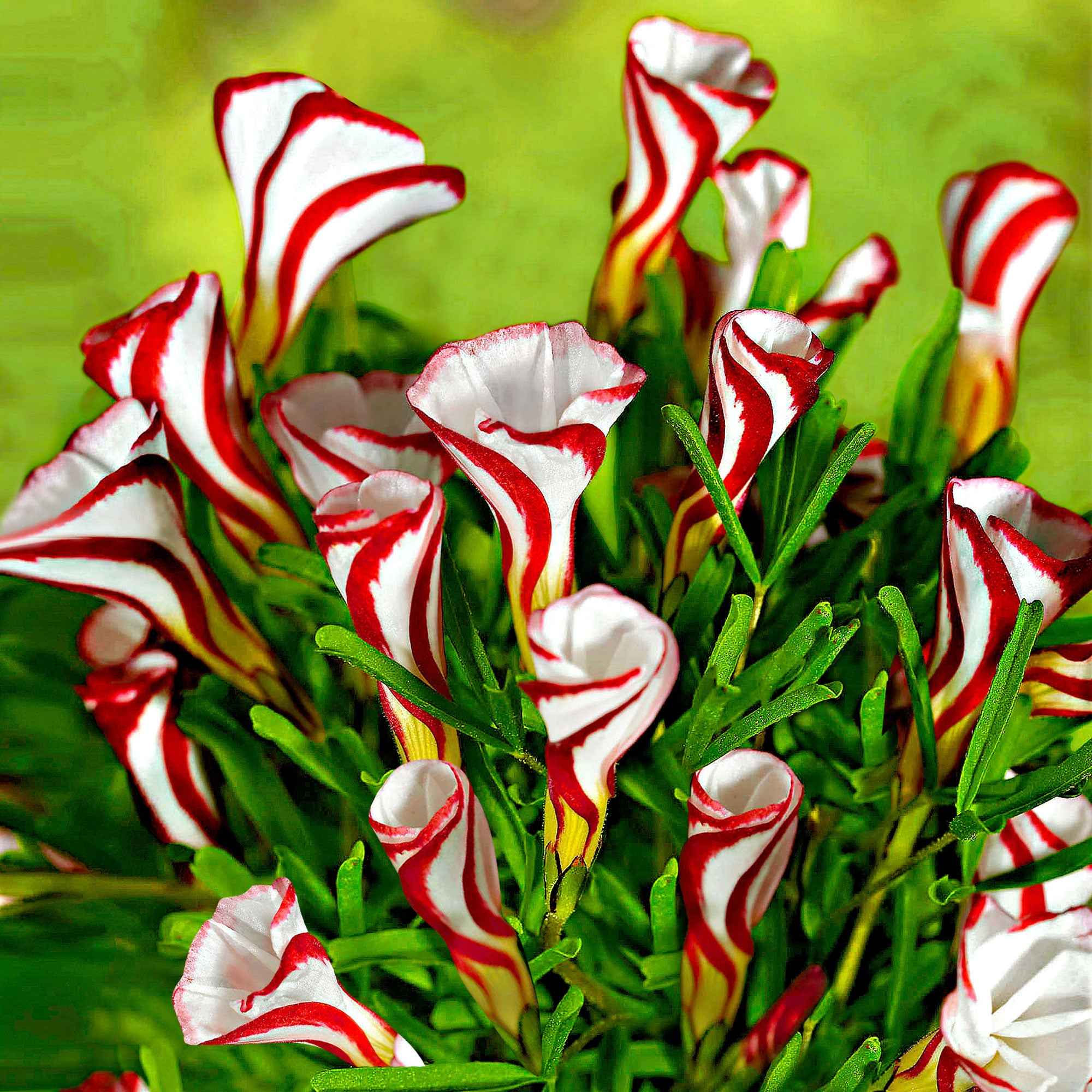 10 Oxalis striés