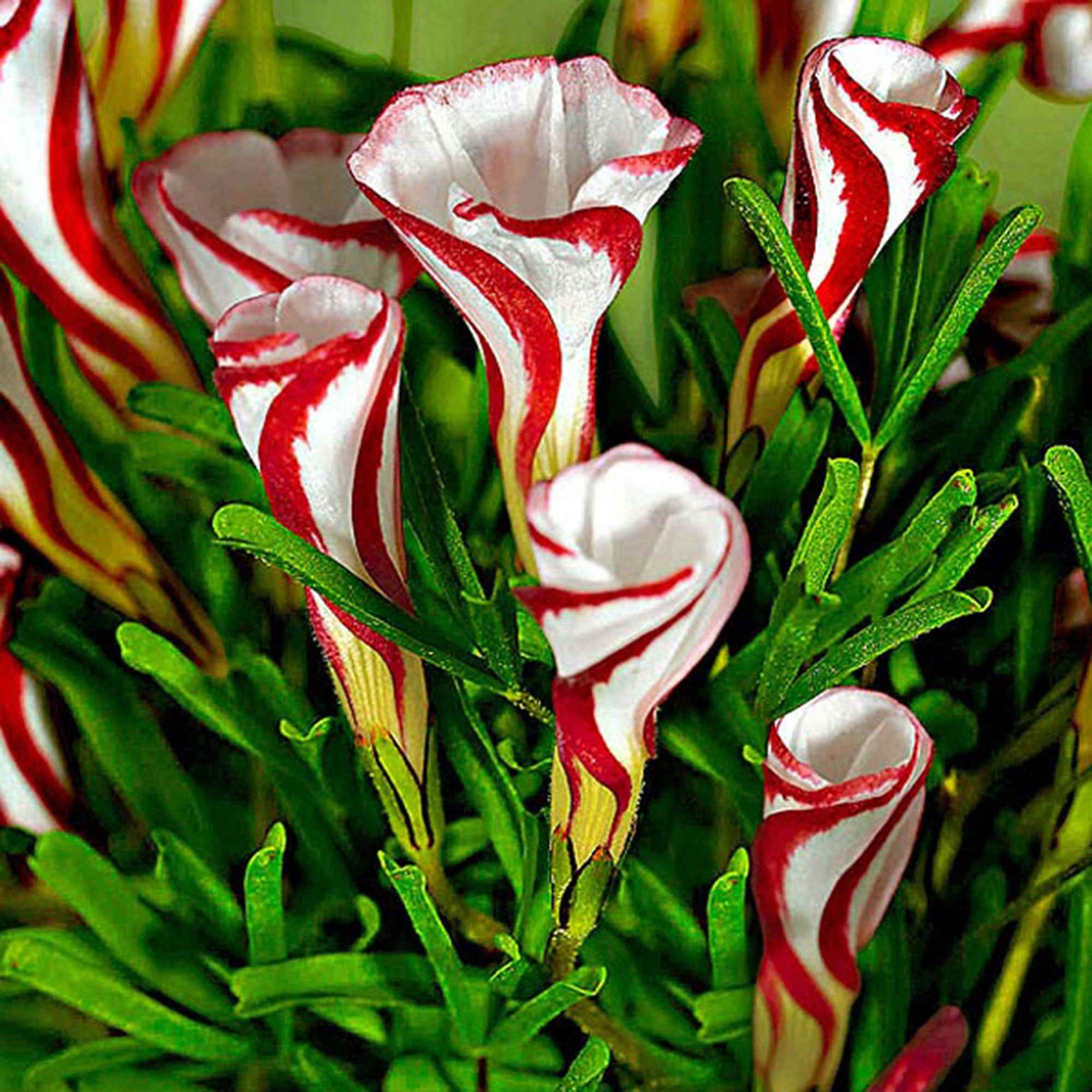 10 Oxalis striés - Image 2