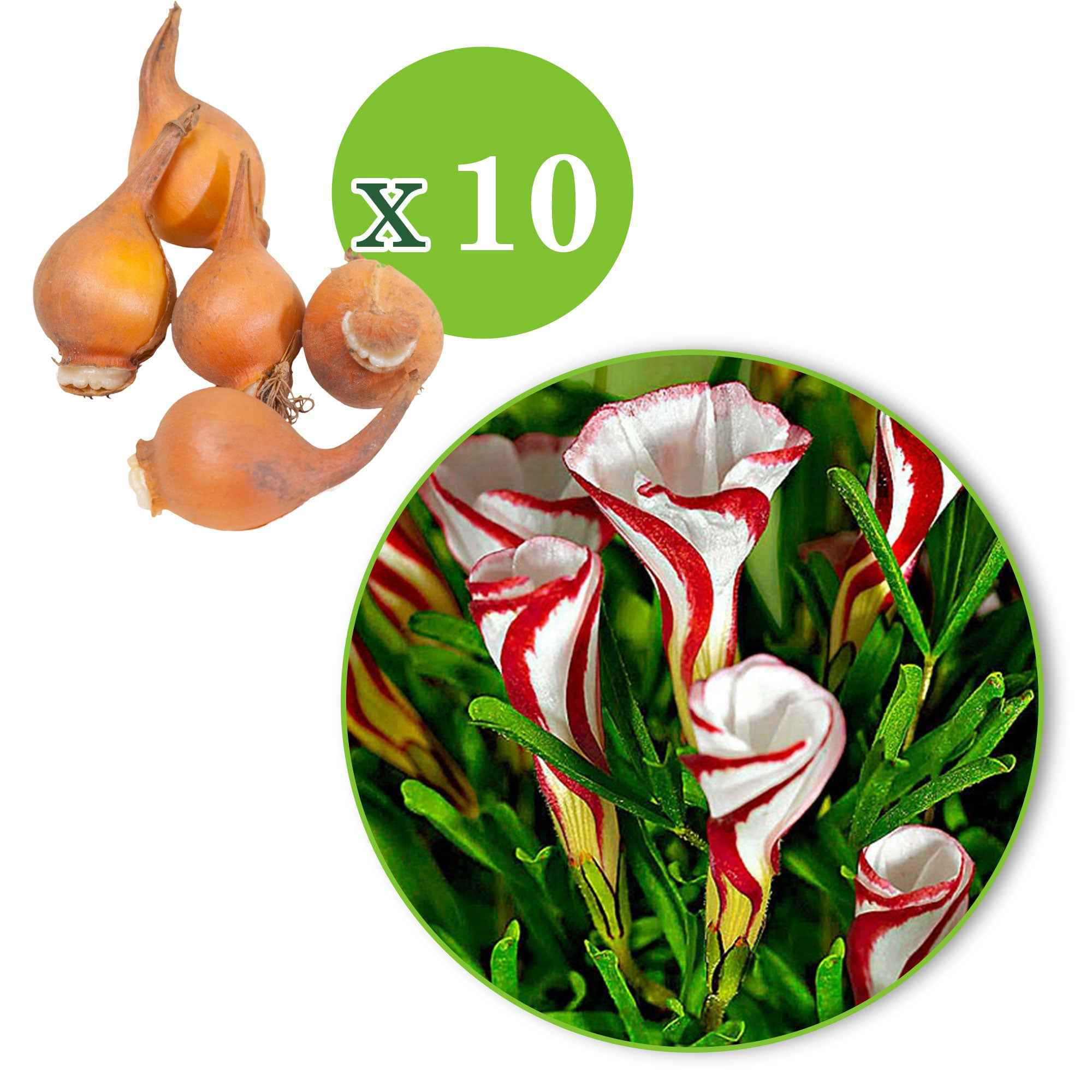 10 Oxalis striés - Image 3
