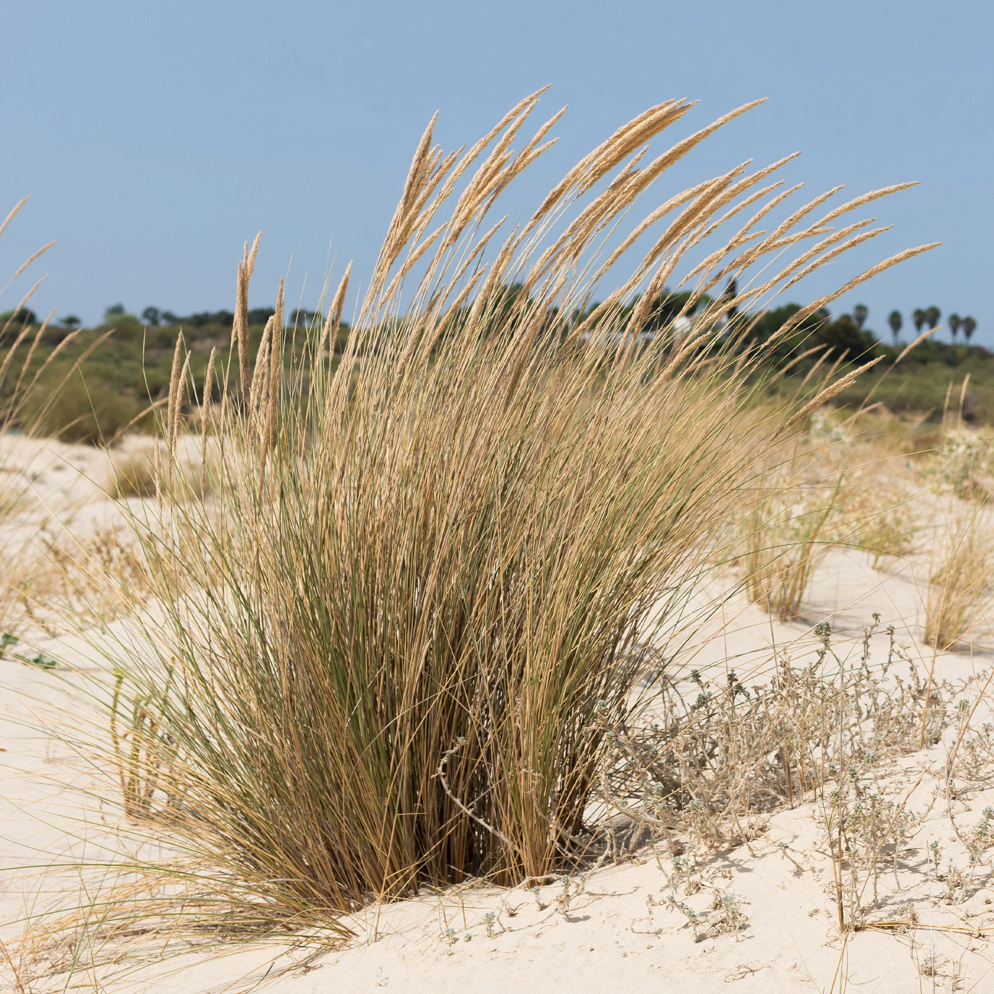 Oyat Roseau des sables