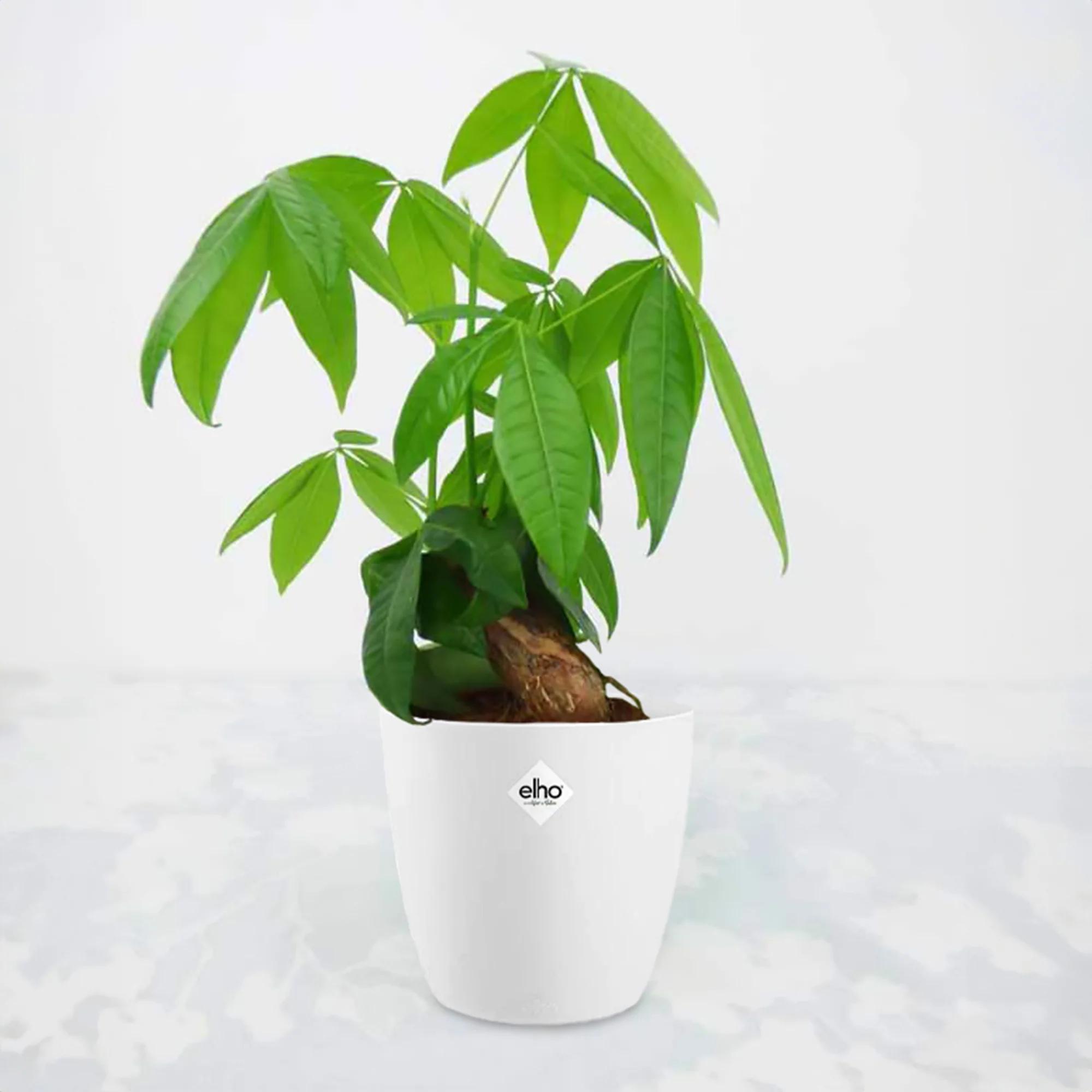 Pachira aquatica + cache pot blanc 14 cm.