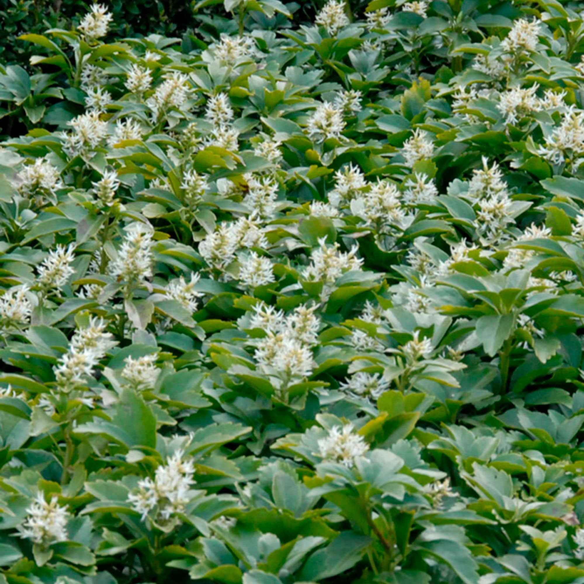 Pachysandre - Image 4