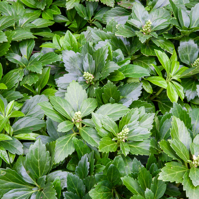 Pachysandre Green Carpet