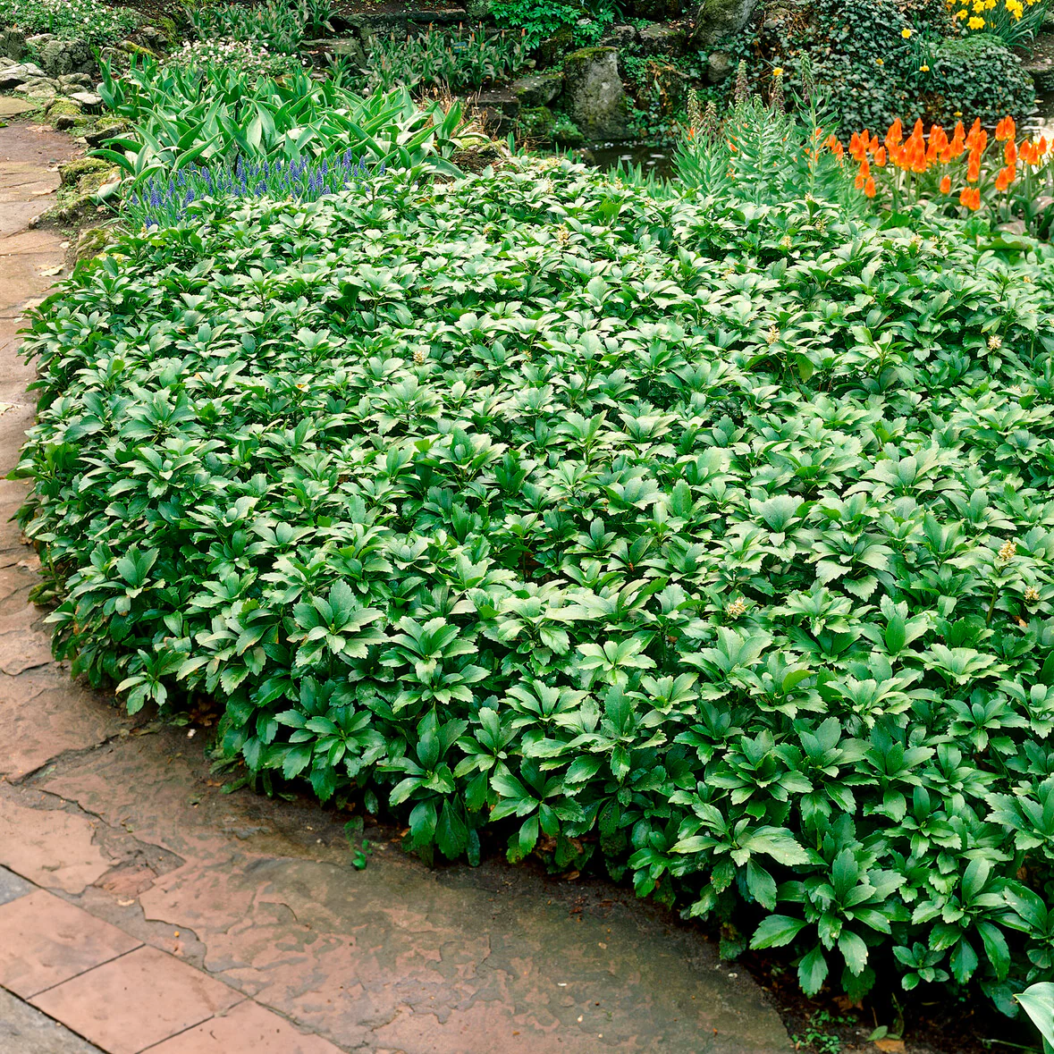 Pachysandre Green Carpet - Image 4