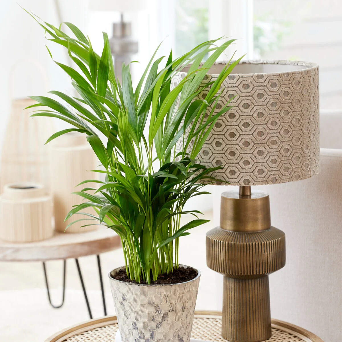 Areca - Palmier d'intérieur - Image 3