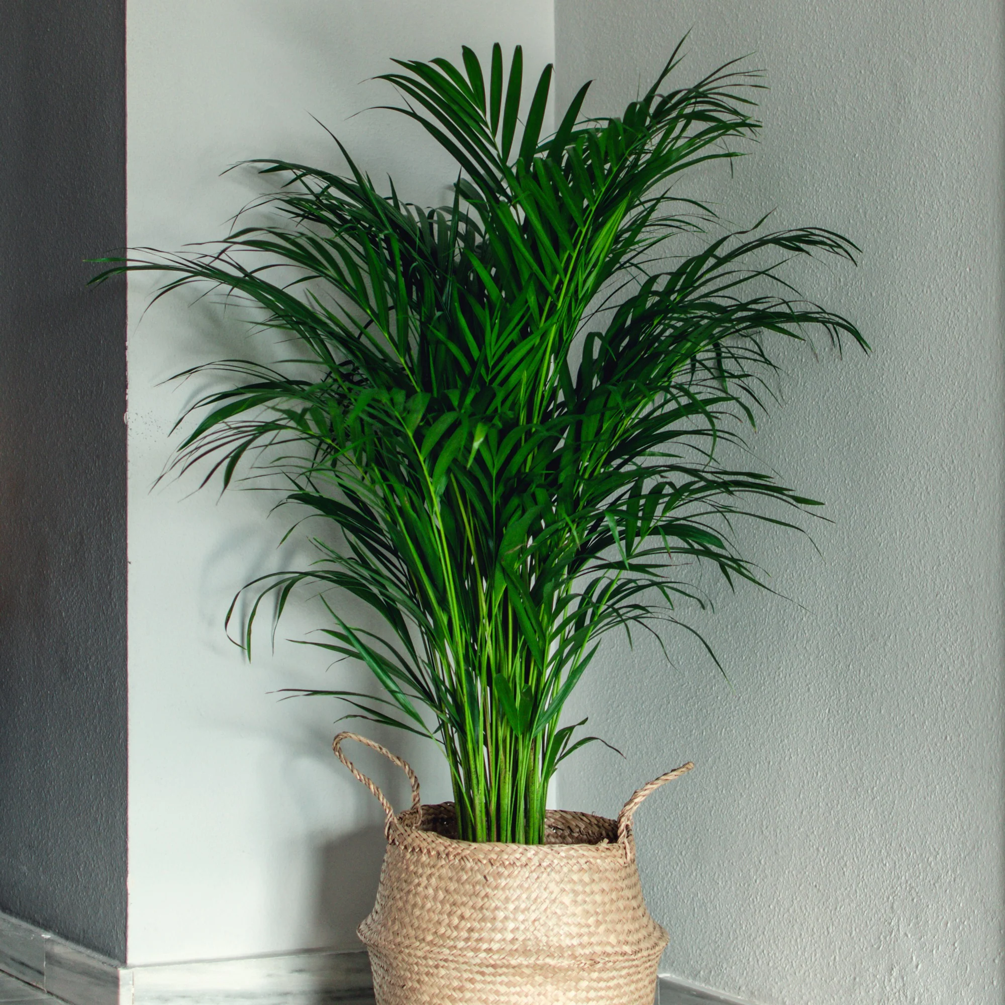 Areca - Palmier d'intérieur - Image 4