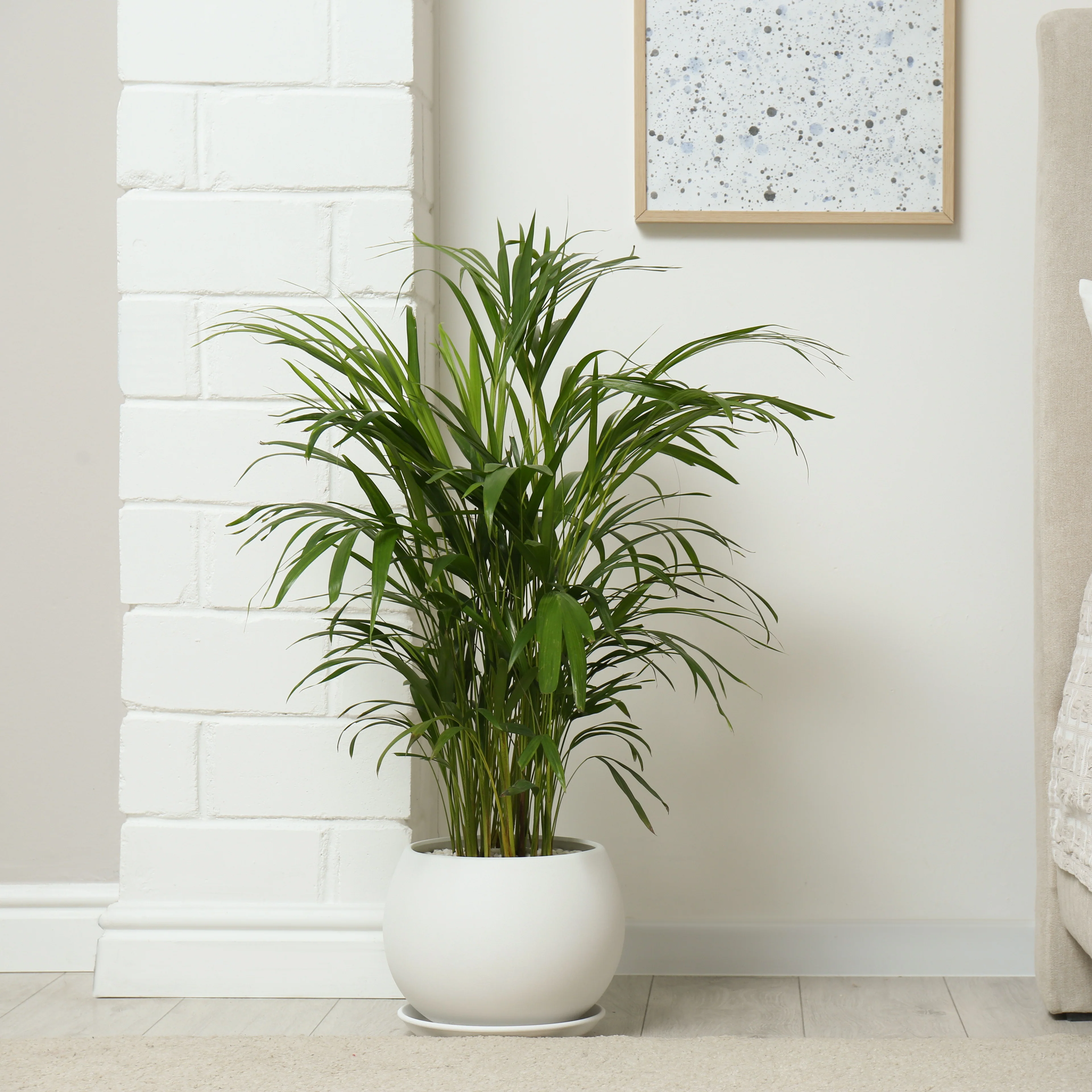 Areca - Palmier d'intérieur - Image 5