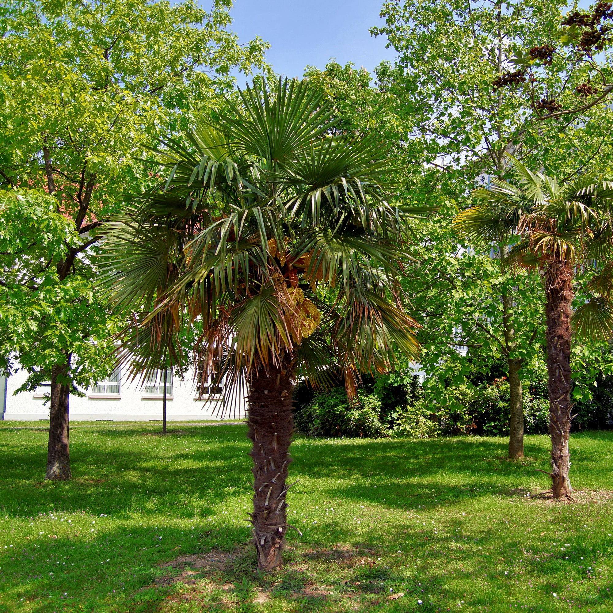 Palmier de Chine - Image 4